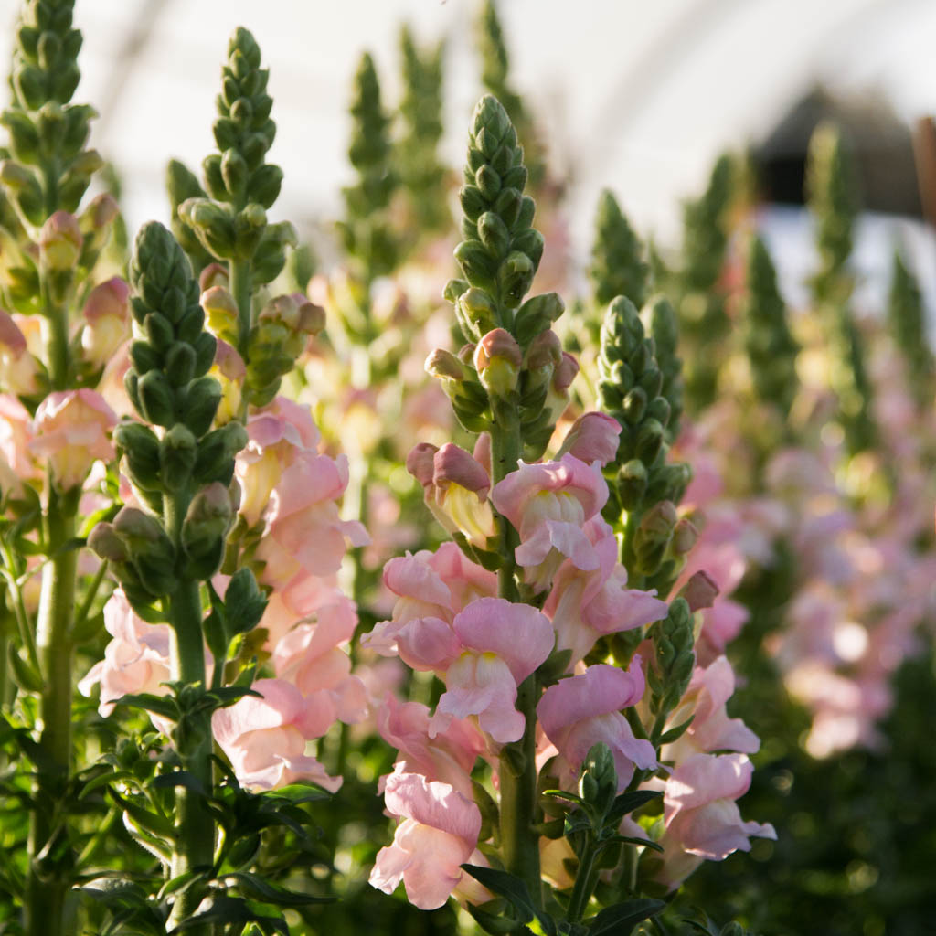 SNAPDRAGON - Avignon Silver - PLANTS