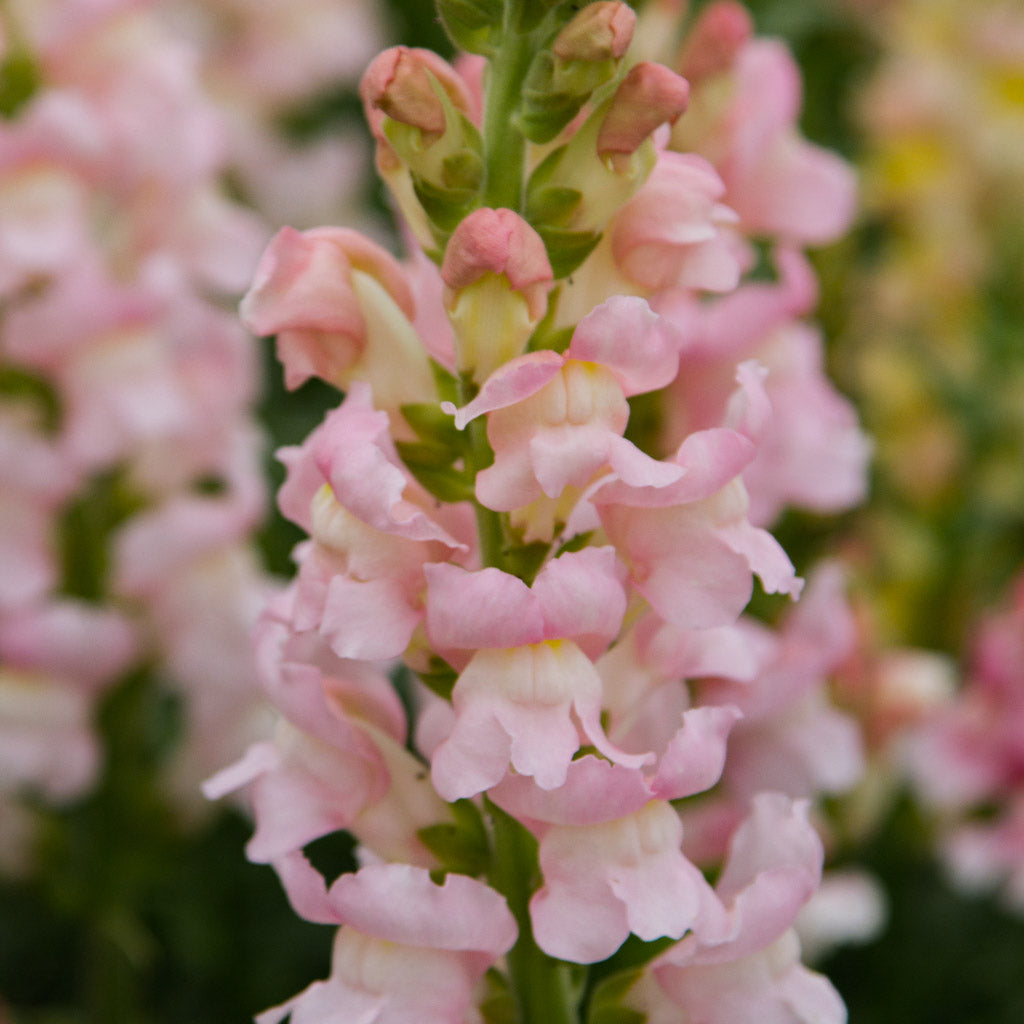 Snapdragon - Costa Silver PLANTS