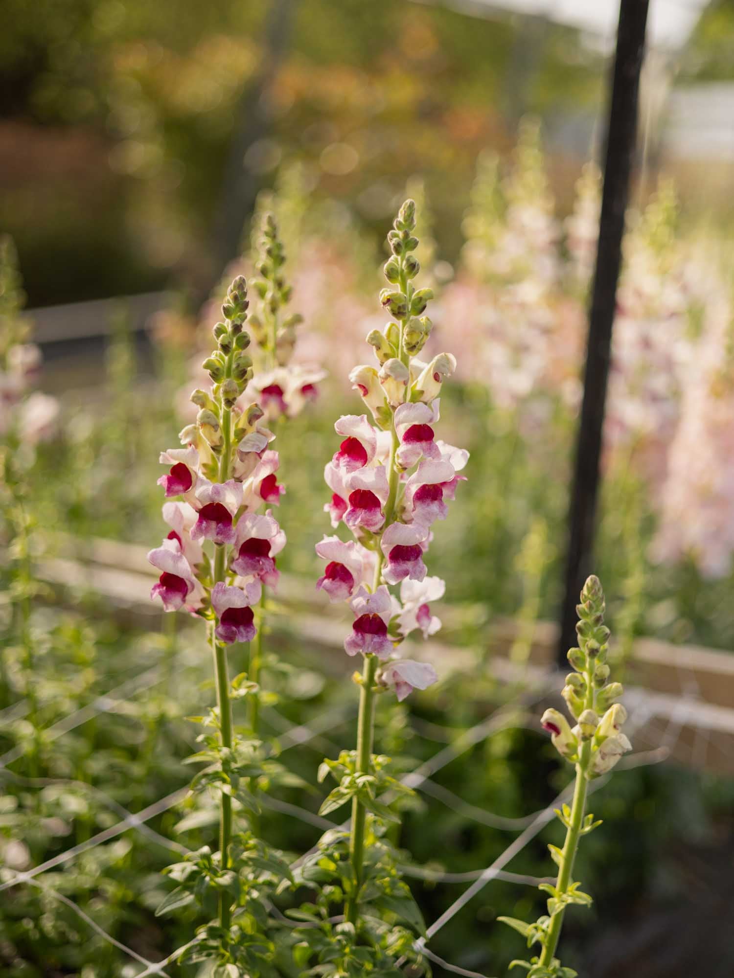 Snapdragon - Maryland Plumblossom