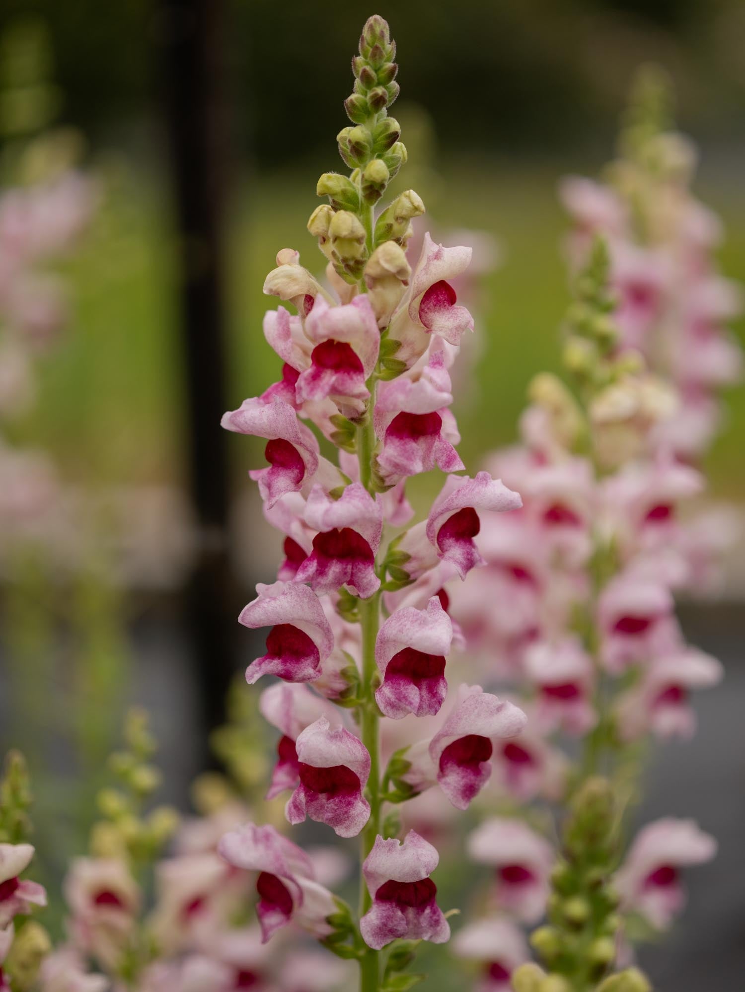 Snapdragon - Maryland Plumblossom