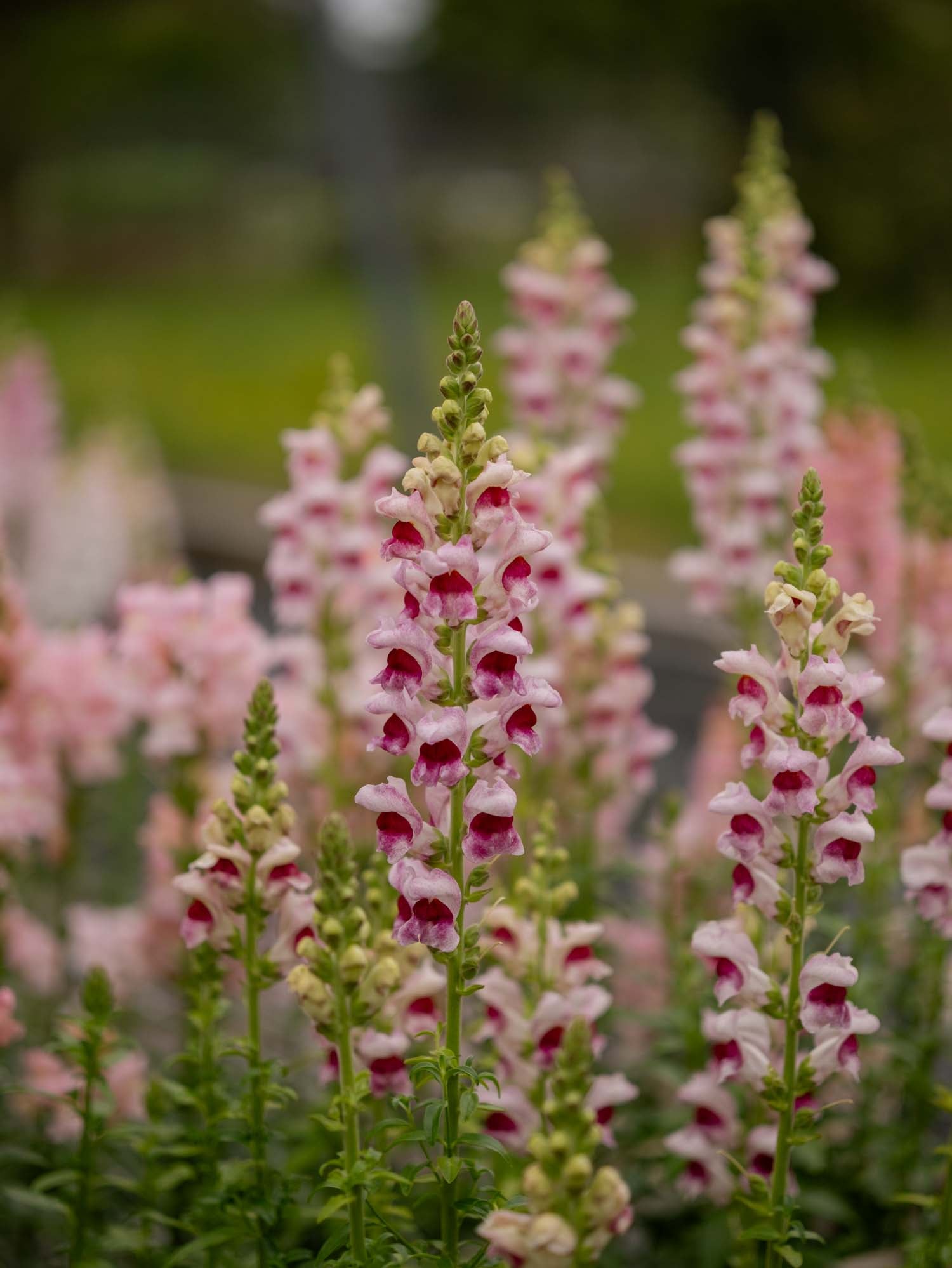 Snapdragon - Maryland Plumblossom
