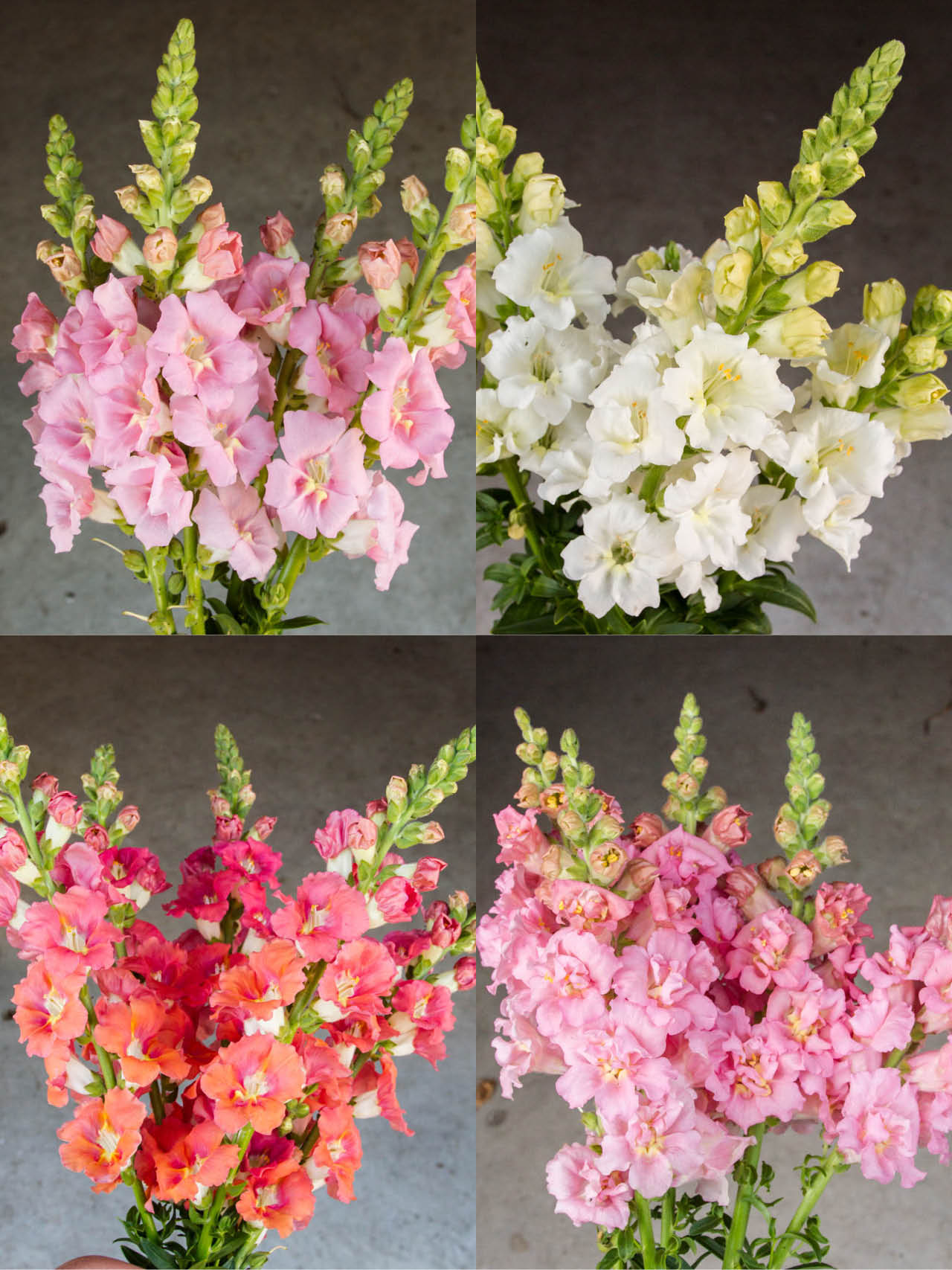 SLEEVE SPECIAL - Snapdragon Mix