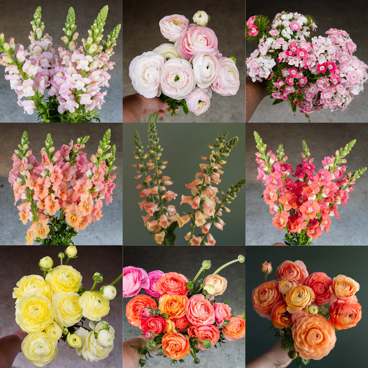 Plant Collection - SPRING