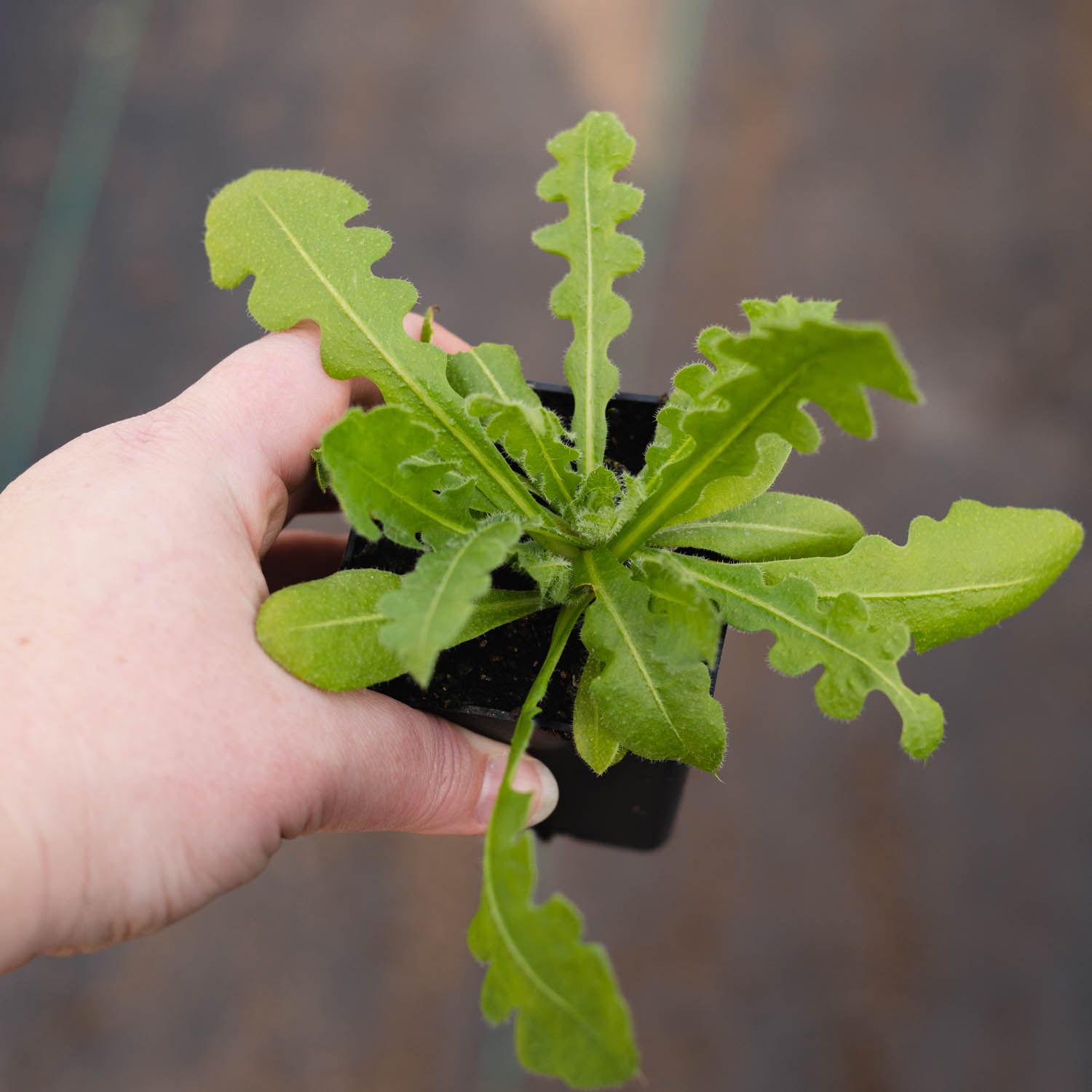 STATICE - Apricot - PLANTS