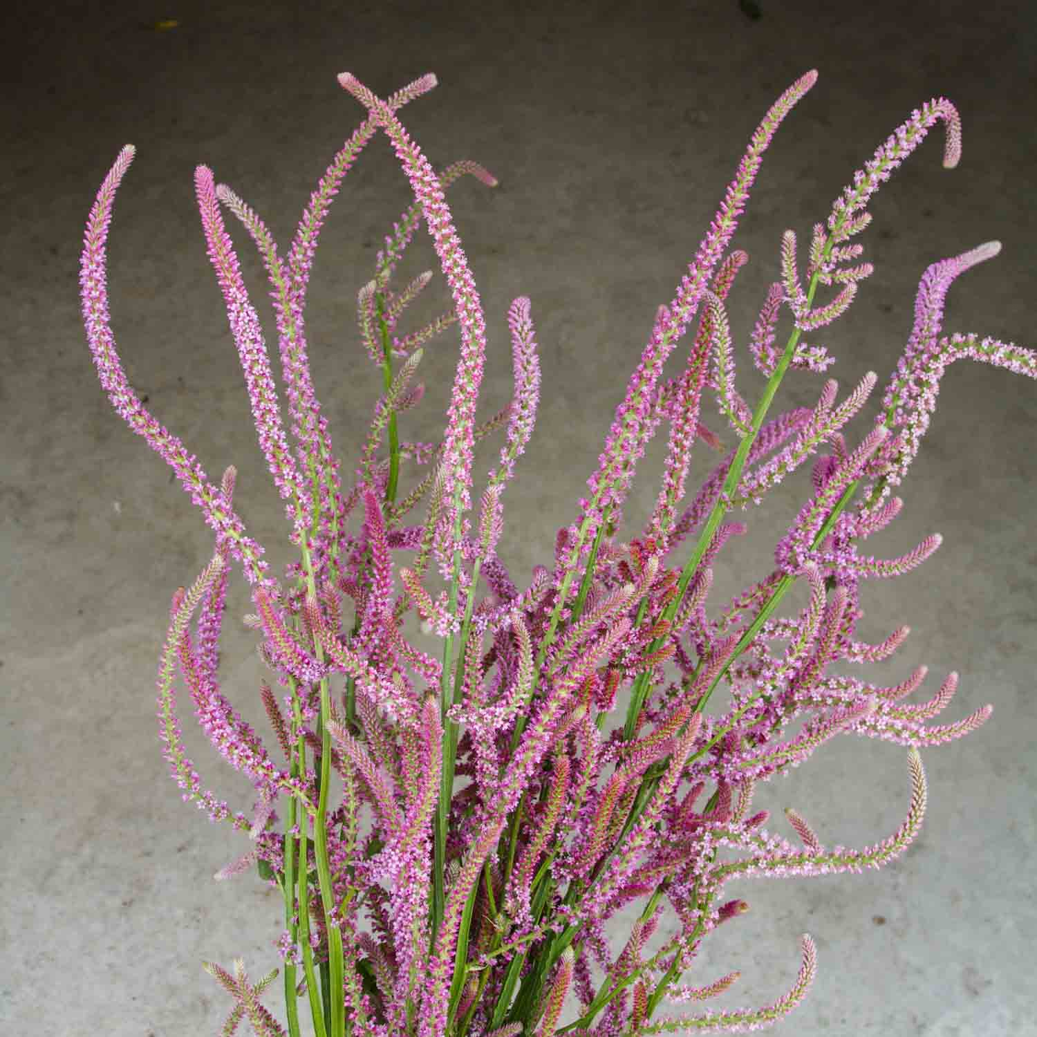 STATICE SUWOROWII - Rose Pink - PLANTS