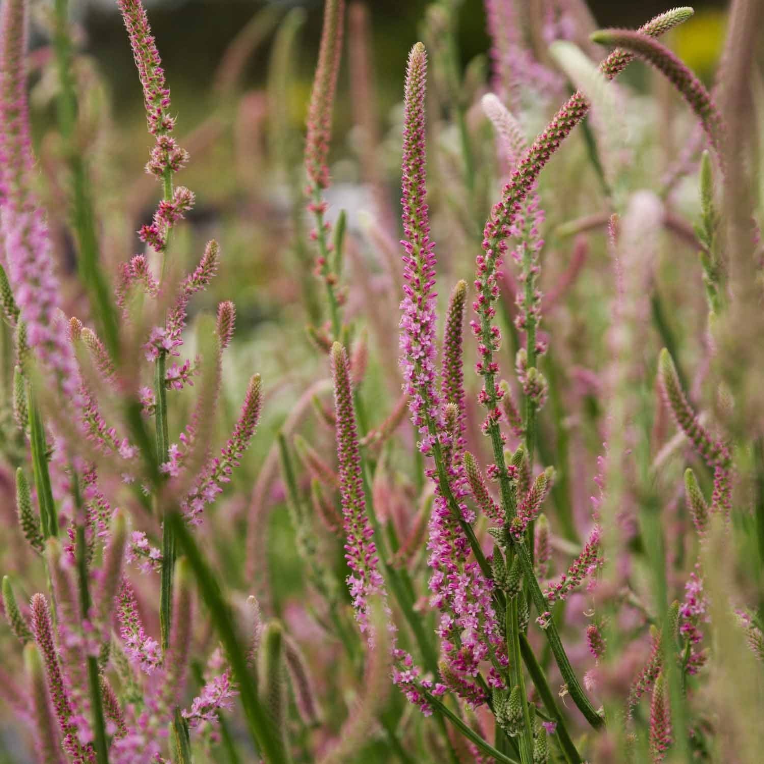 Statice Suworowii - Rose Pink