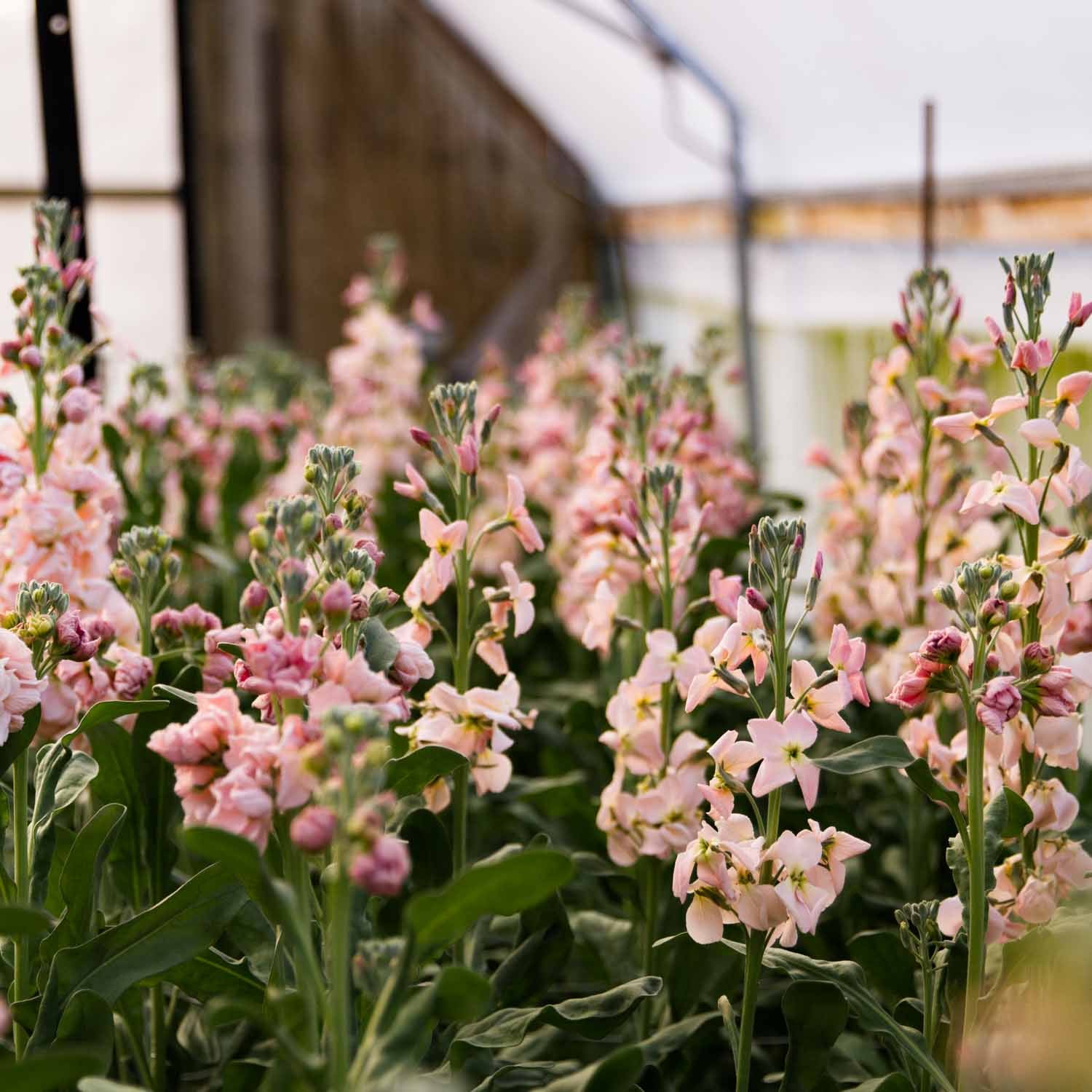 STOCK - Katz Apricot - PLANTS