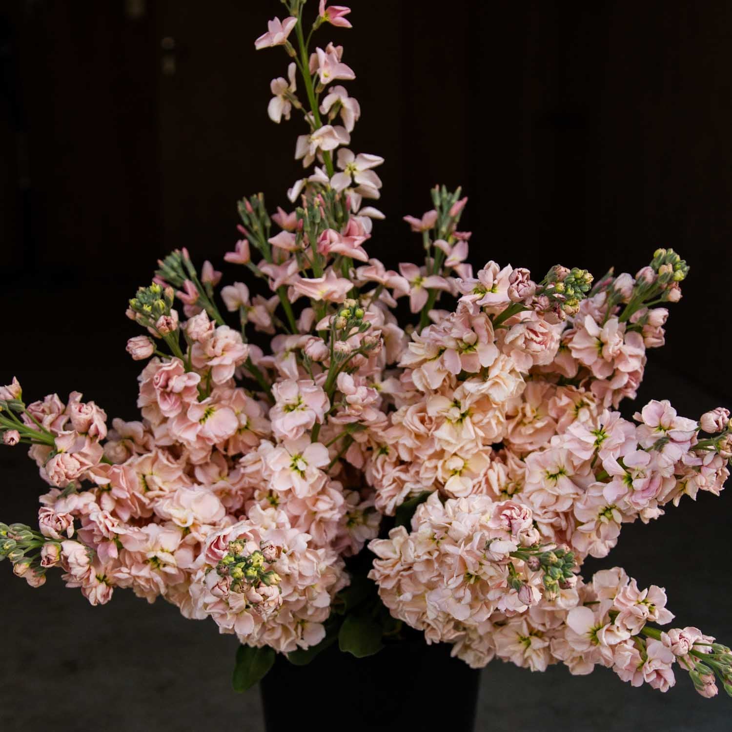 STOCK - Katz Apricot - PLANTS