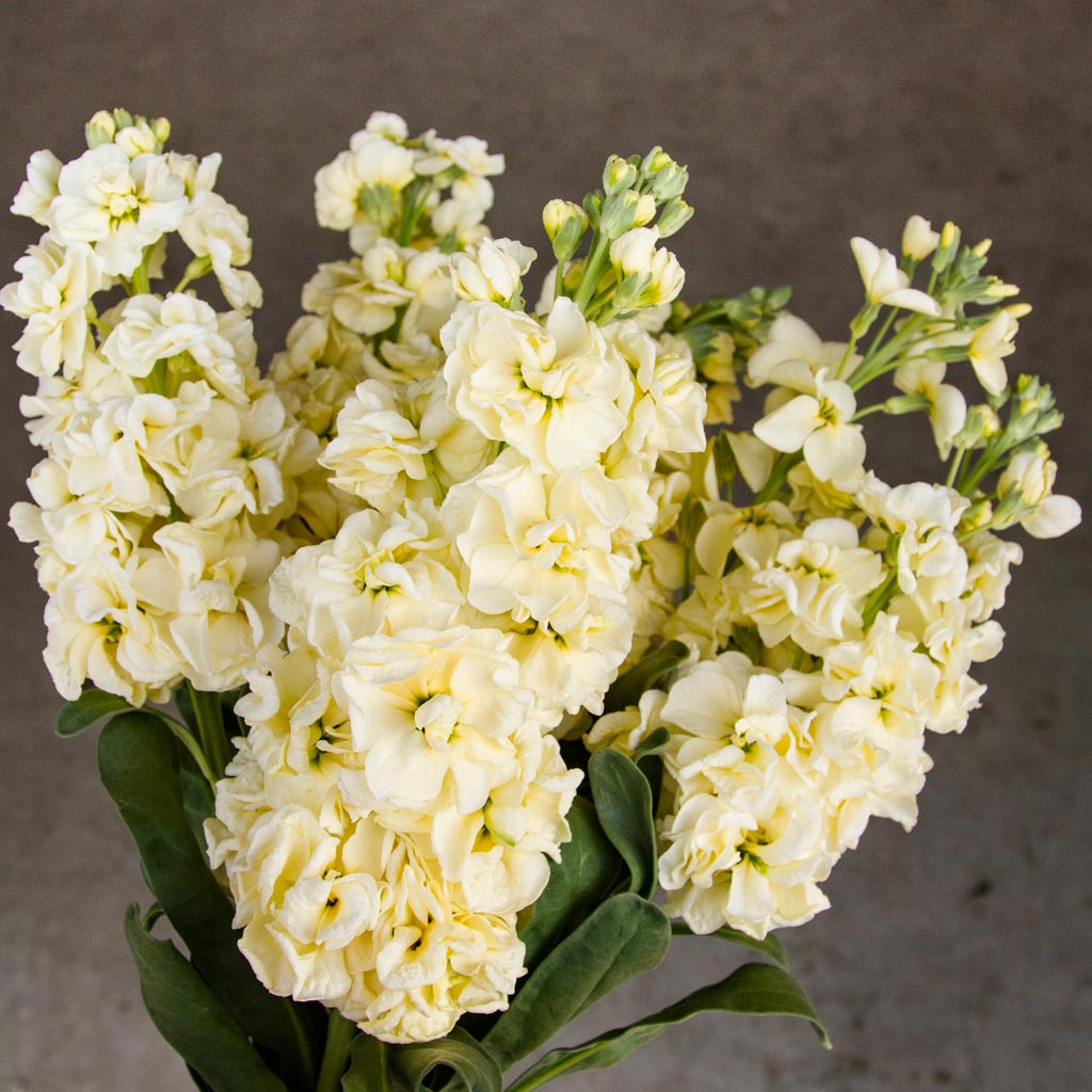 STOCK - Miracle Yellow - PLANTS