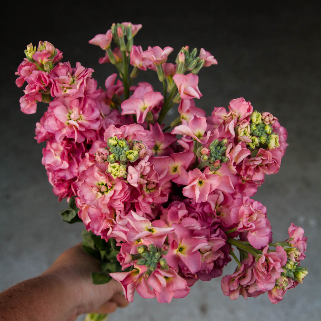 STOCK - StoX Antique Rose - PLANTS