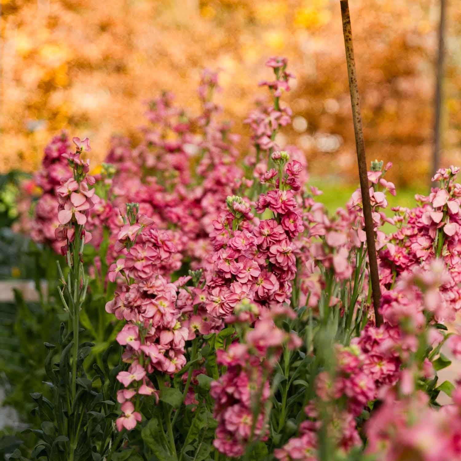 Stock - StoX Antique Rose