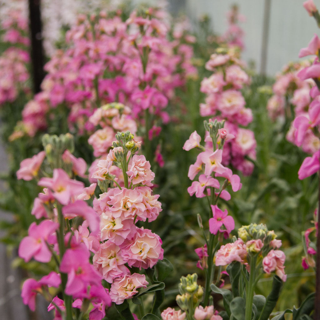 STOCK- StoX Champagne - PLANTS