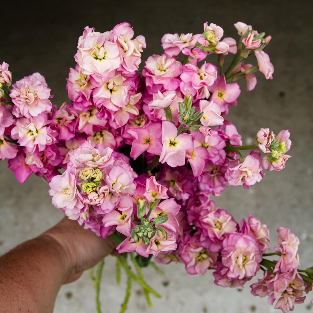 STOCK- StoX Champagne - PLANTS