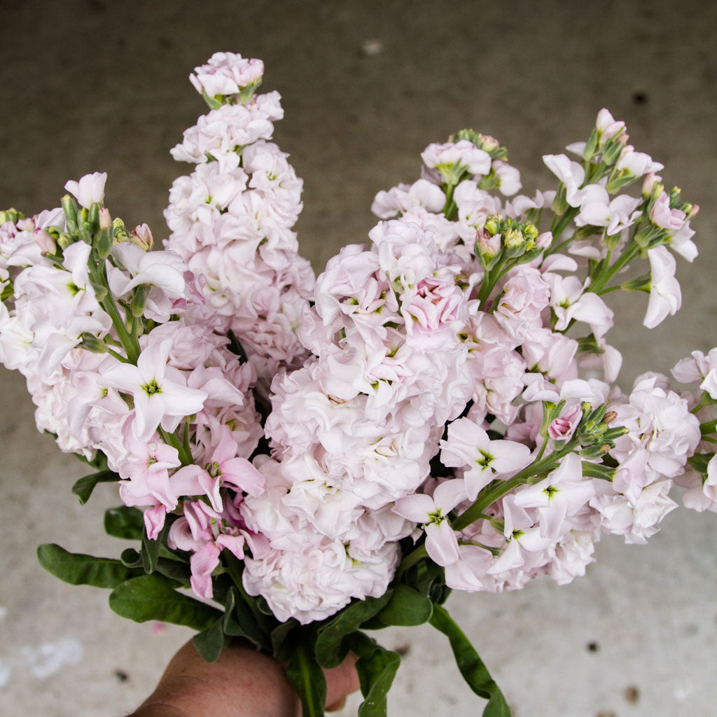 STOCK - StoX Silver - PLANTS