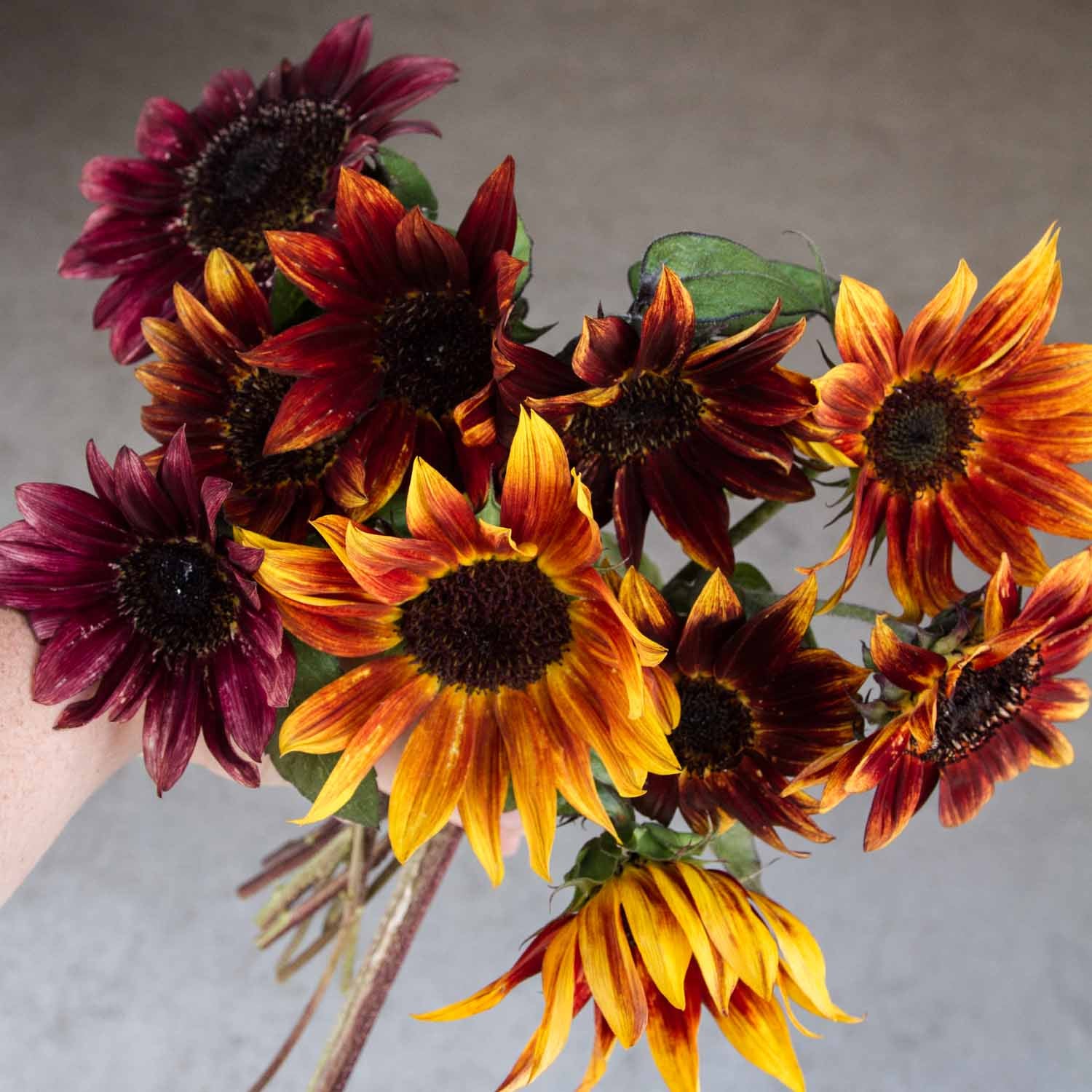 Sunflower - Moulin Rouge