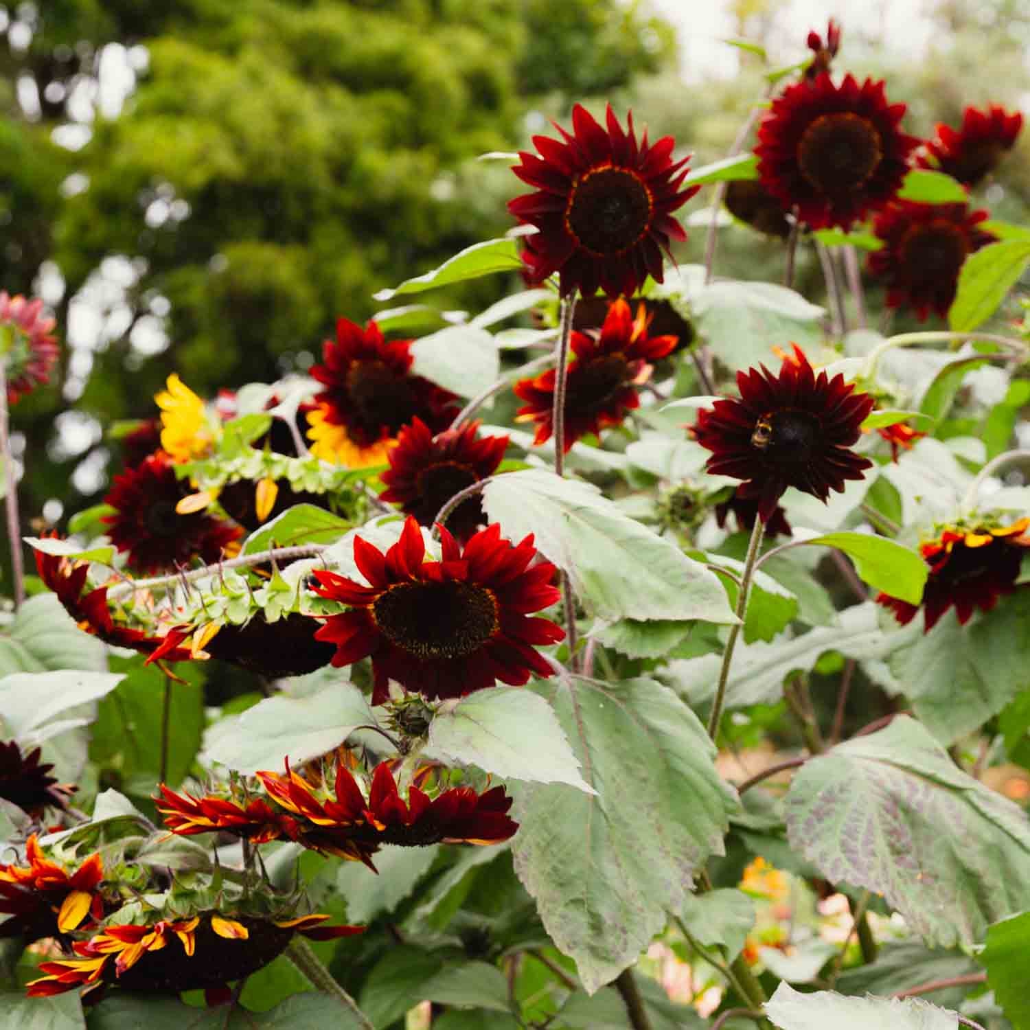 Sunflower - Moulin Rouge