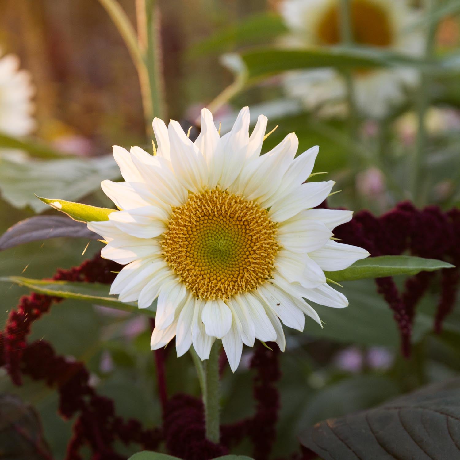 Sunflower - PC White Lite (GOLD CENTRE)