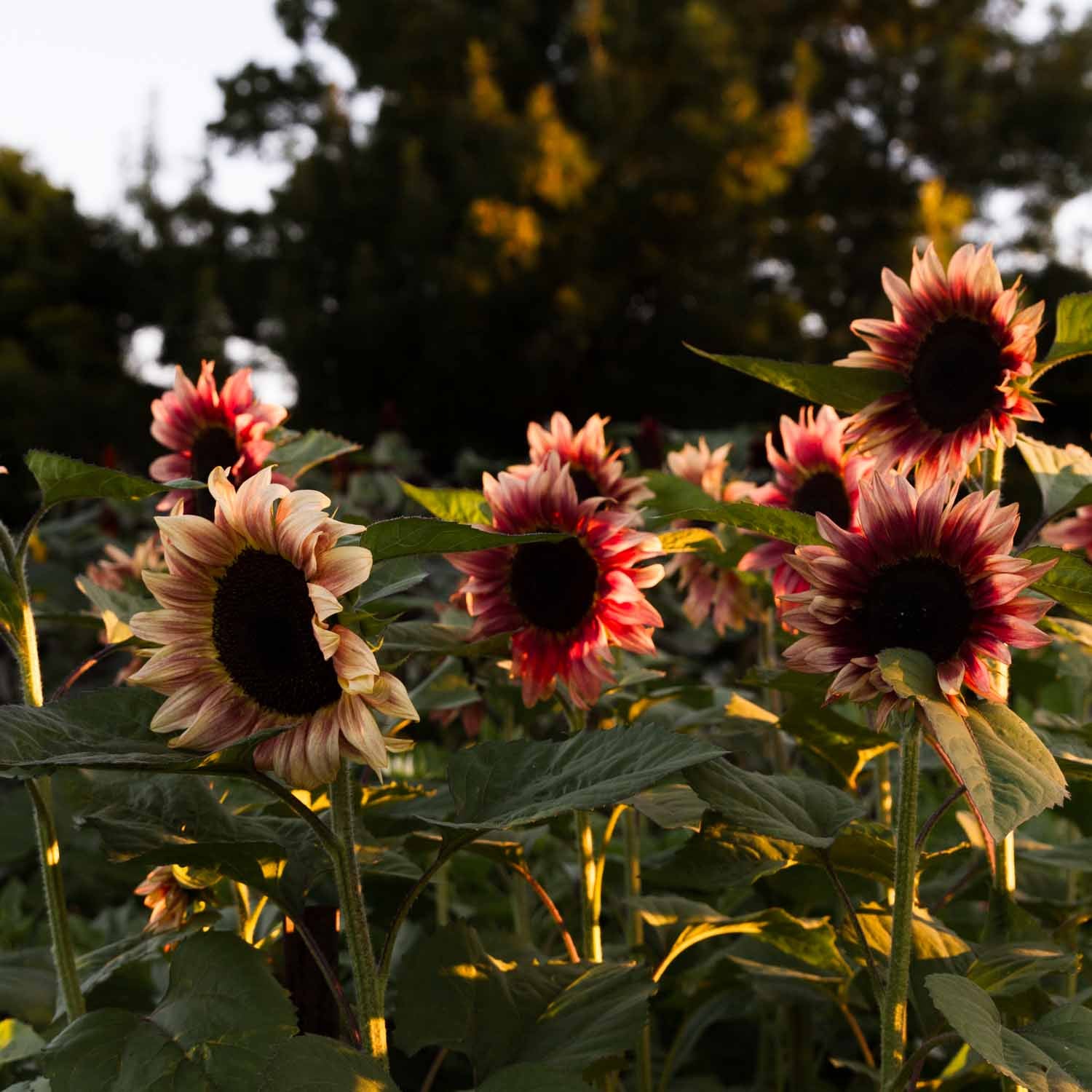 Sunflower - ProCut Plum