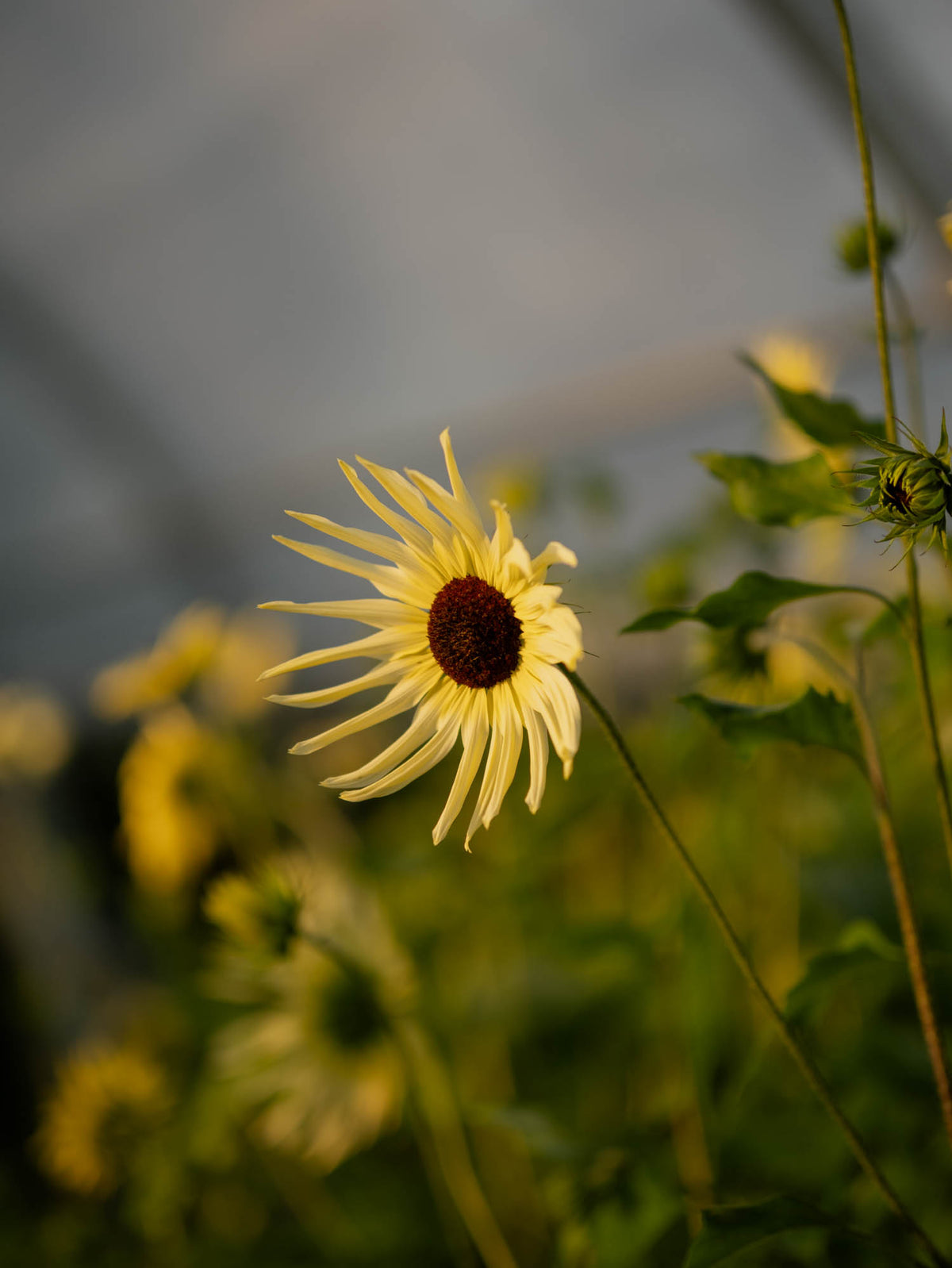 Sunflower - Vanilla Ice