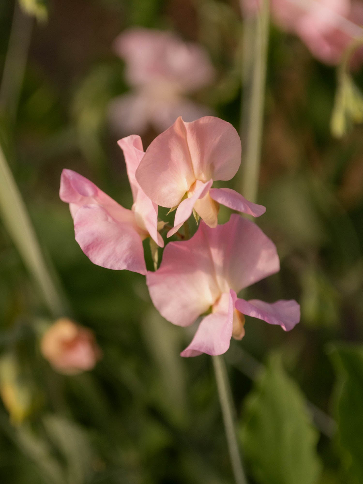 Sweet Pea - Alisa