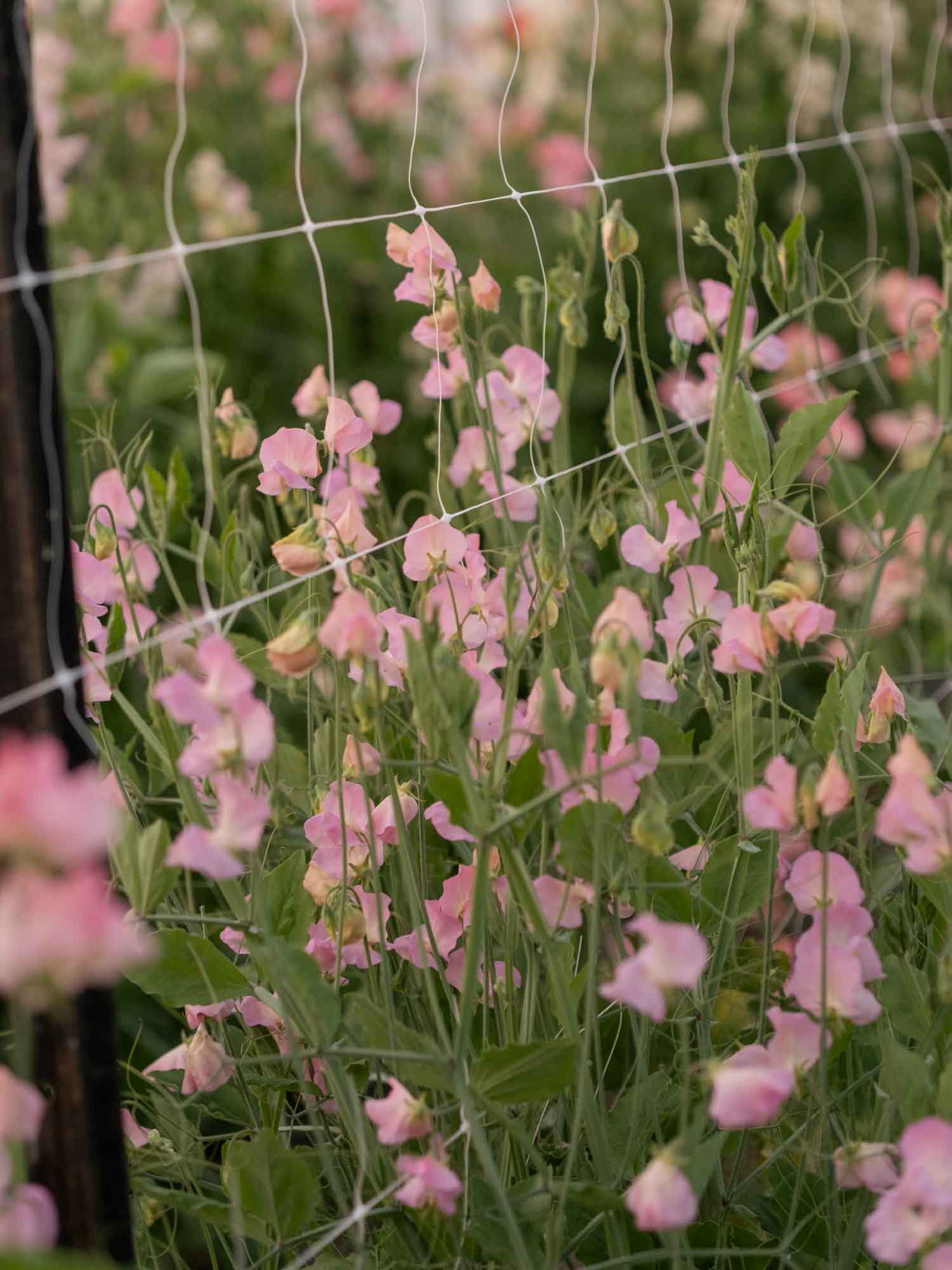 Sweet Pea - Alisa