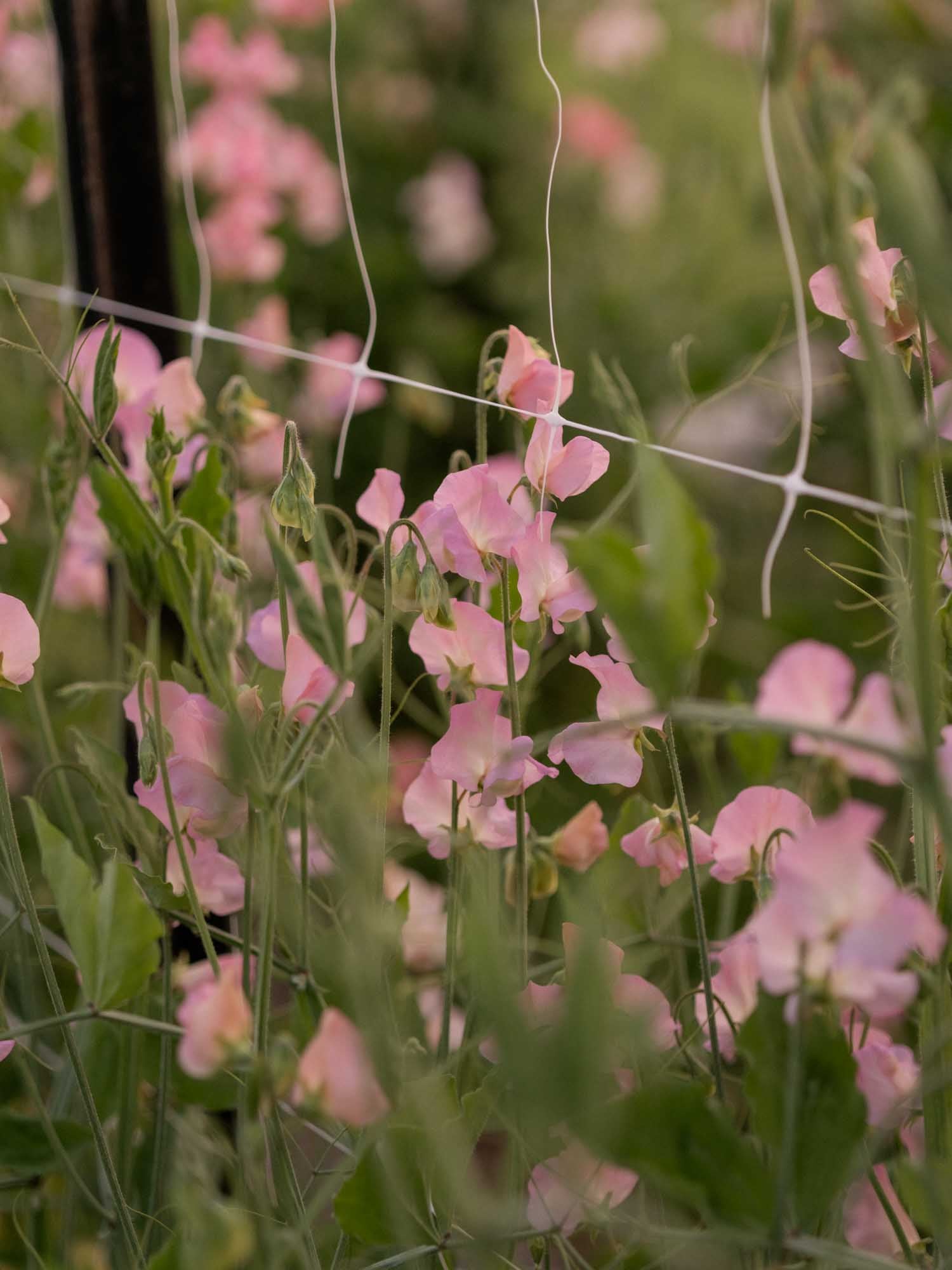 Sweet Pea - Alisa