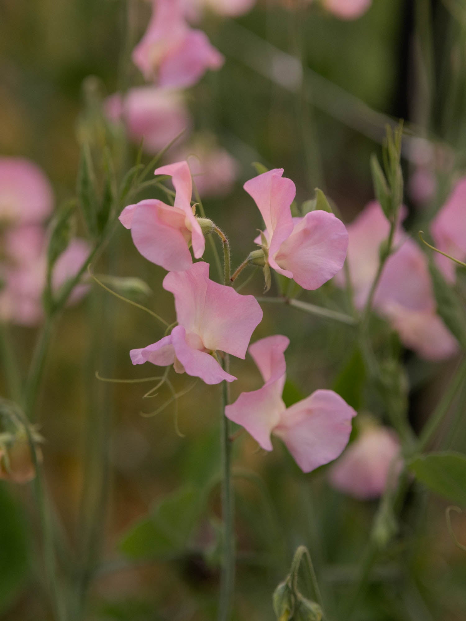 Sweet Pea - Alisa