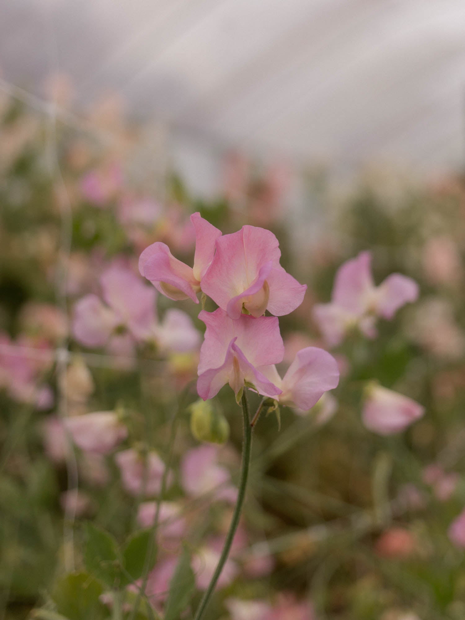 Sweet Pea - Alisa