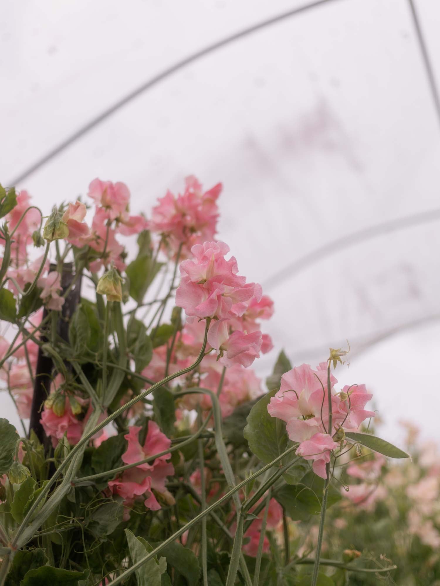 Sweet Pea - Anne Barron