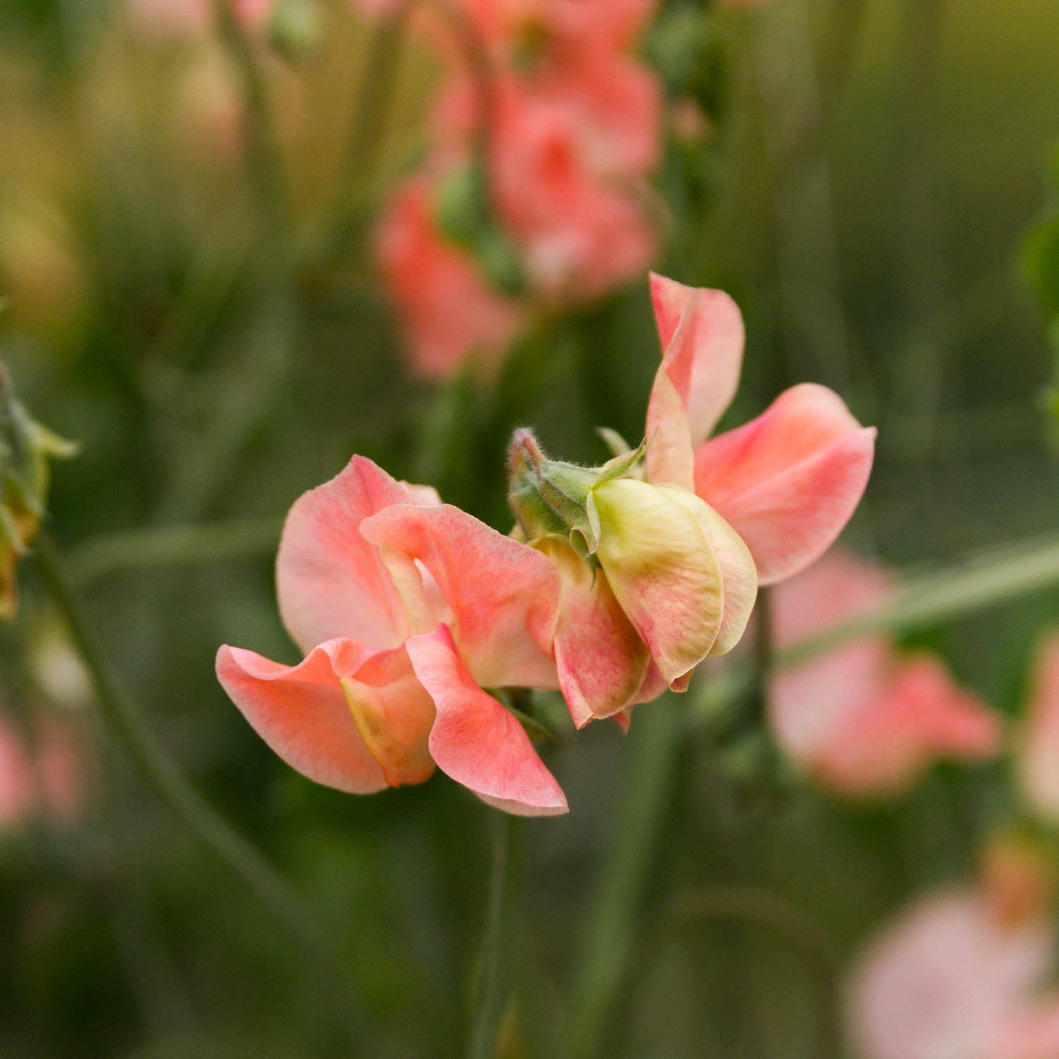 SWEET PEA - Apricot Queen - PLANTS
