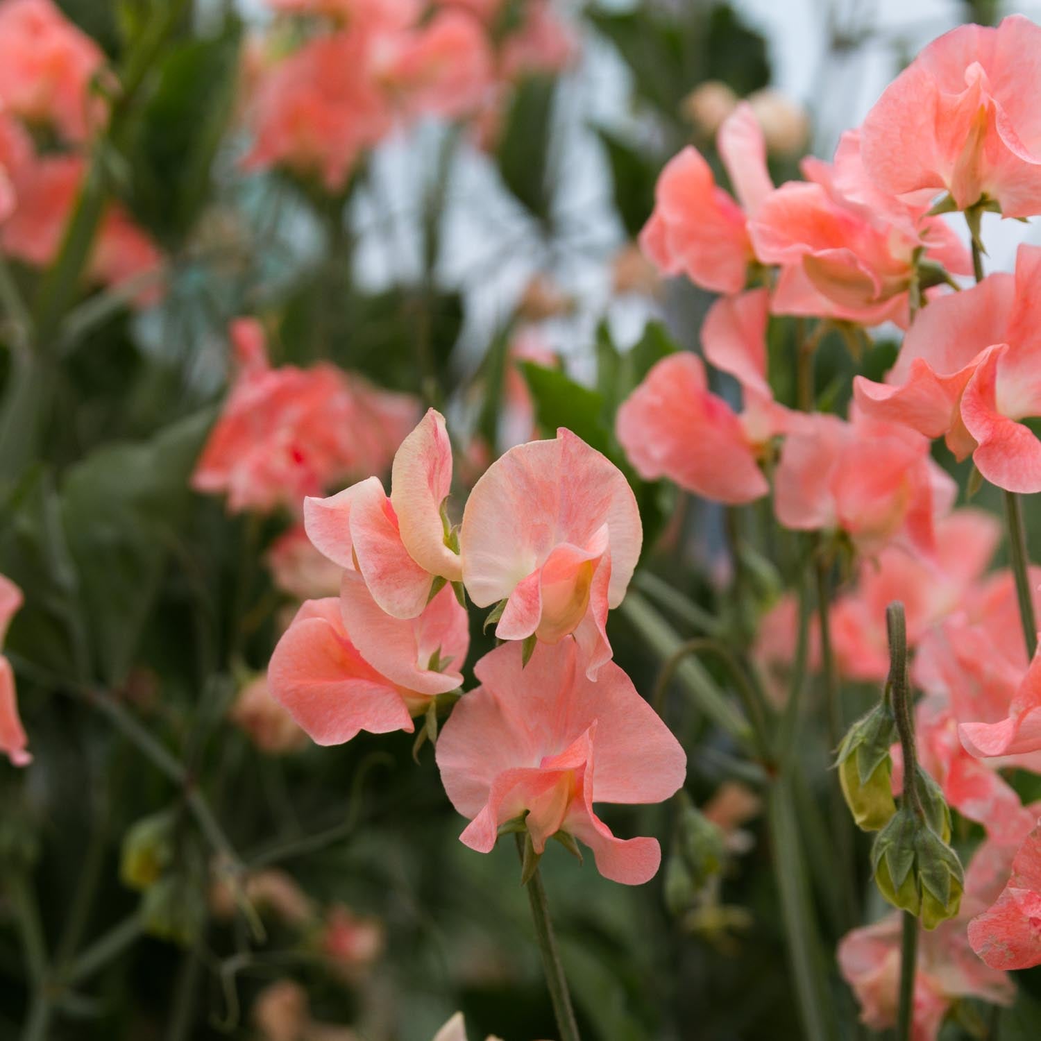 SWEET PEA - Apricot Queen - PLANTS
