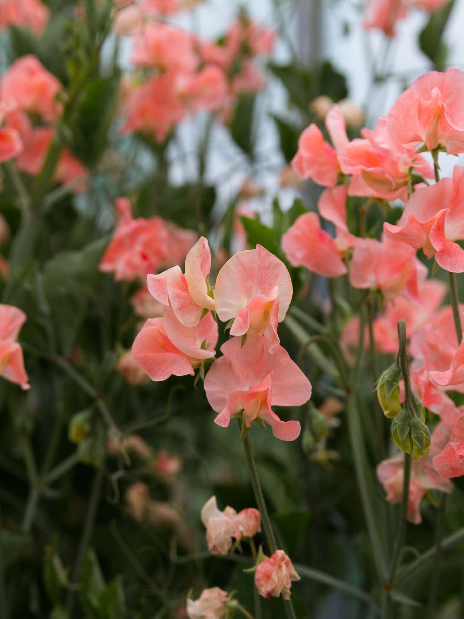 Sweet Pea - Apricot Queen
