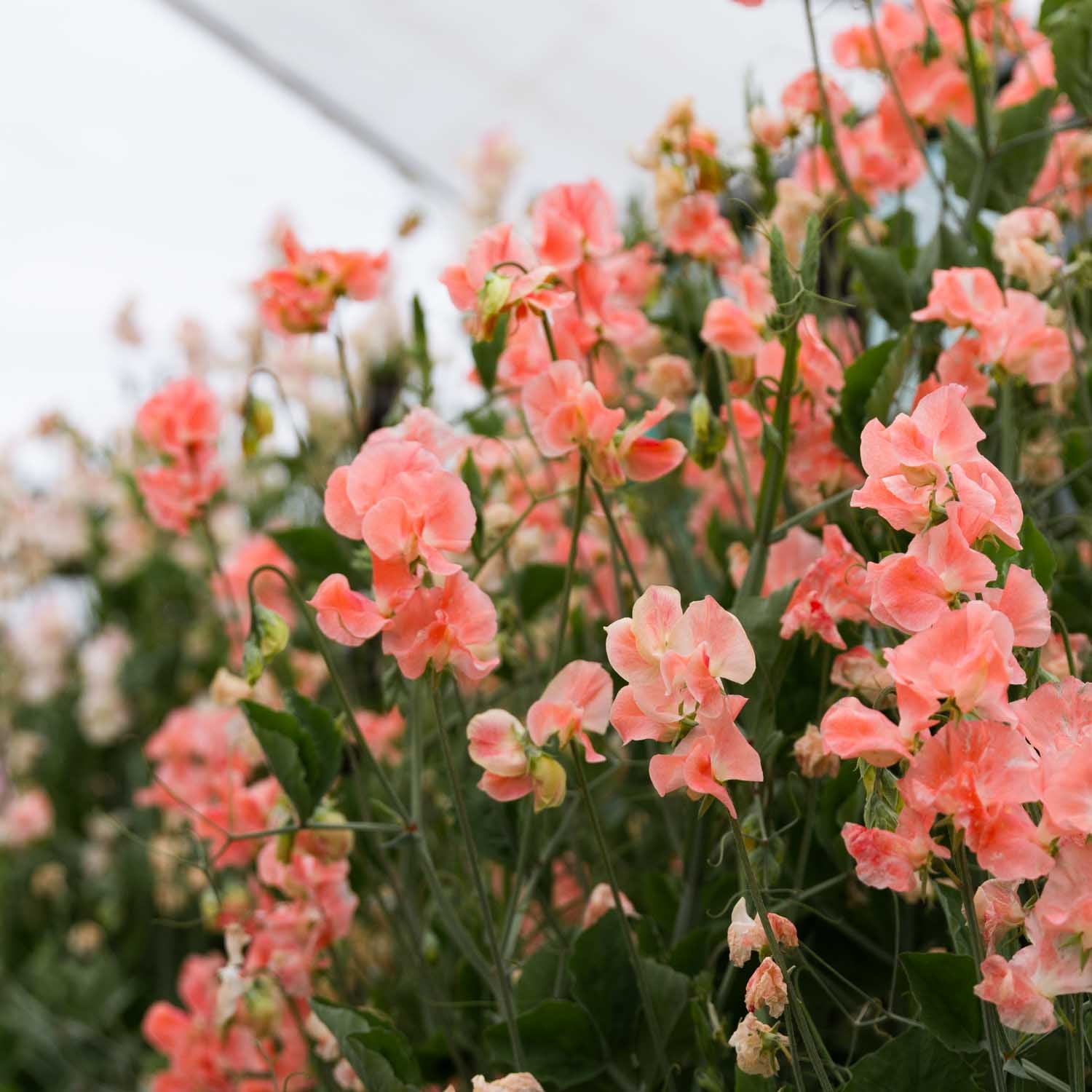 SWEET PEA - Apricot Queen - PLANTS