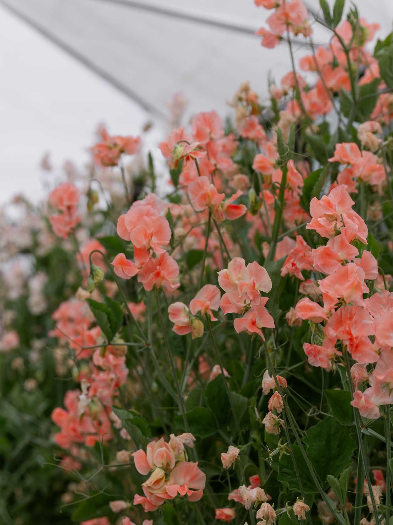 Sweet Pea - Apricot Queen