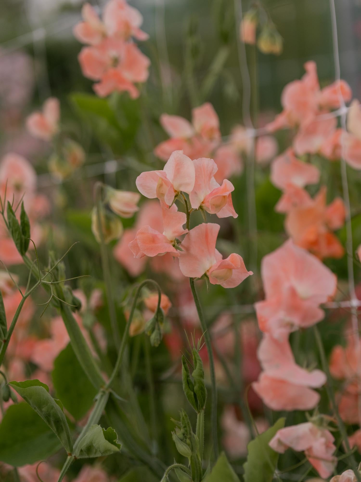 Sweet Pea - Apricot Queen