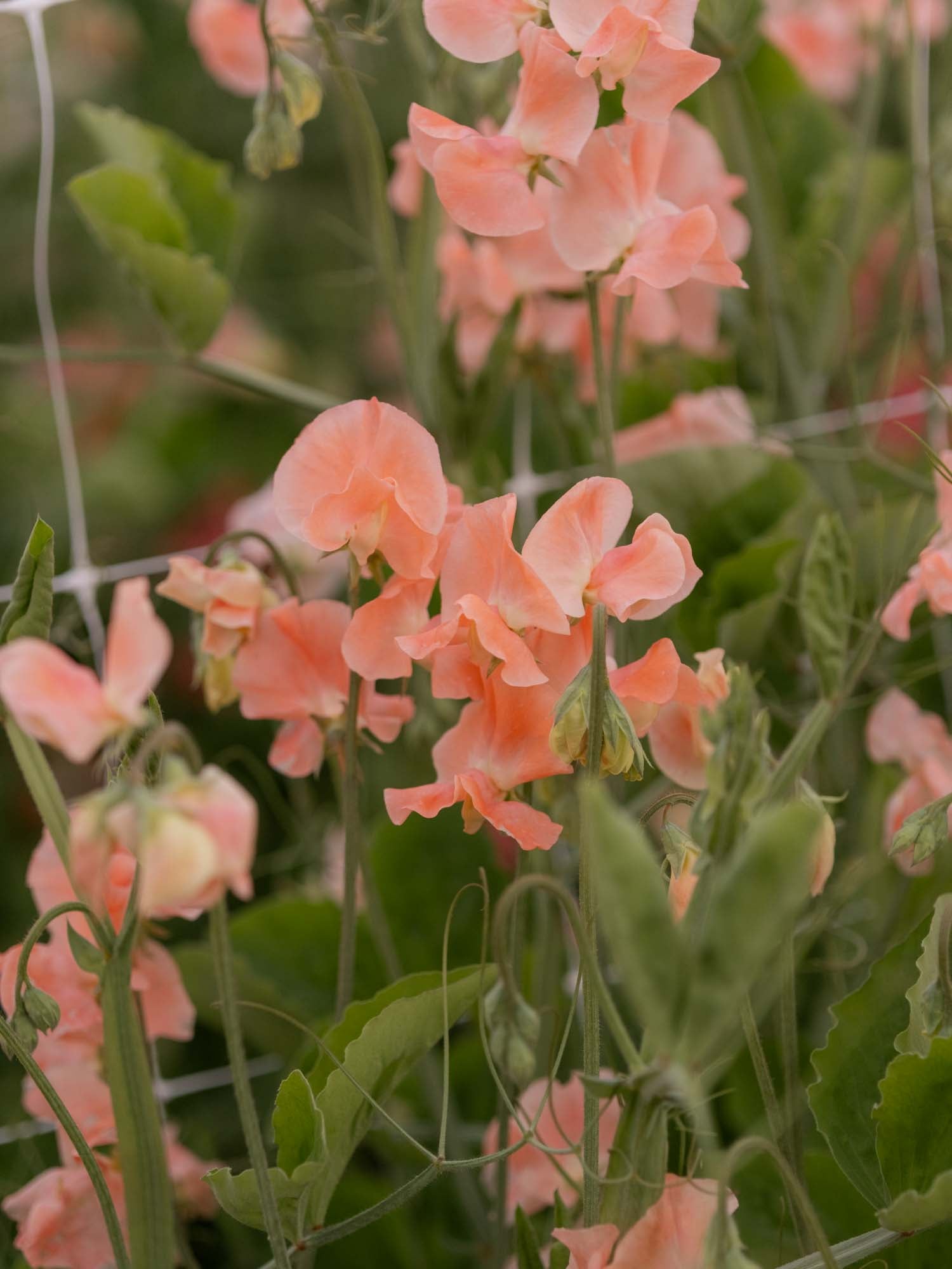 Sweet Pea - Apricot Queen