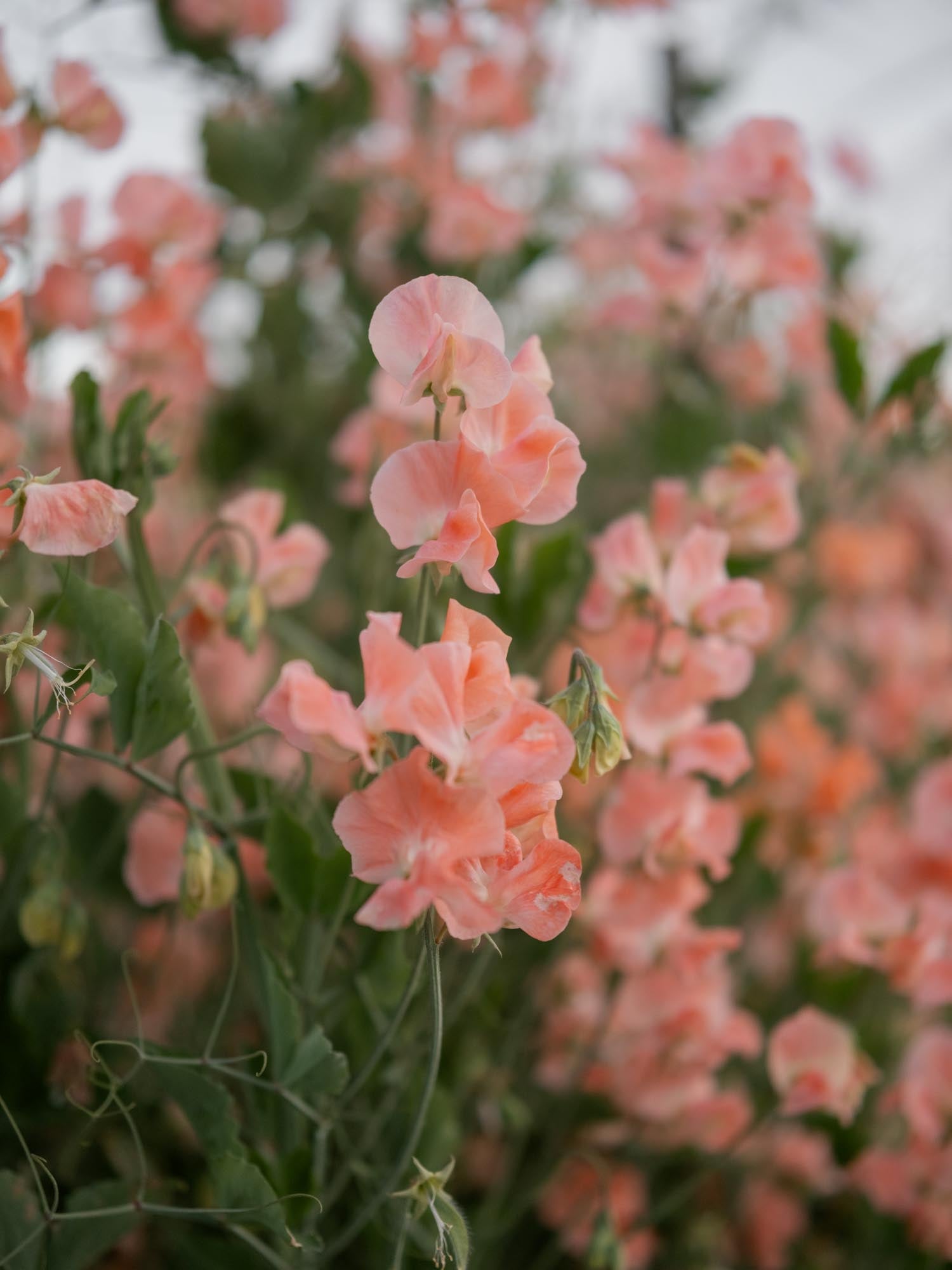 Sweet Pea - Apricot Queen