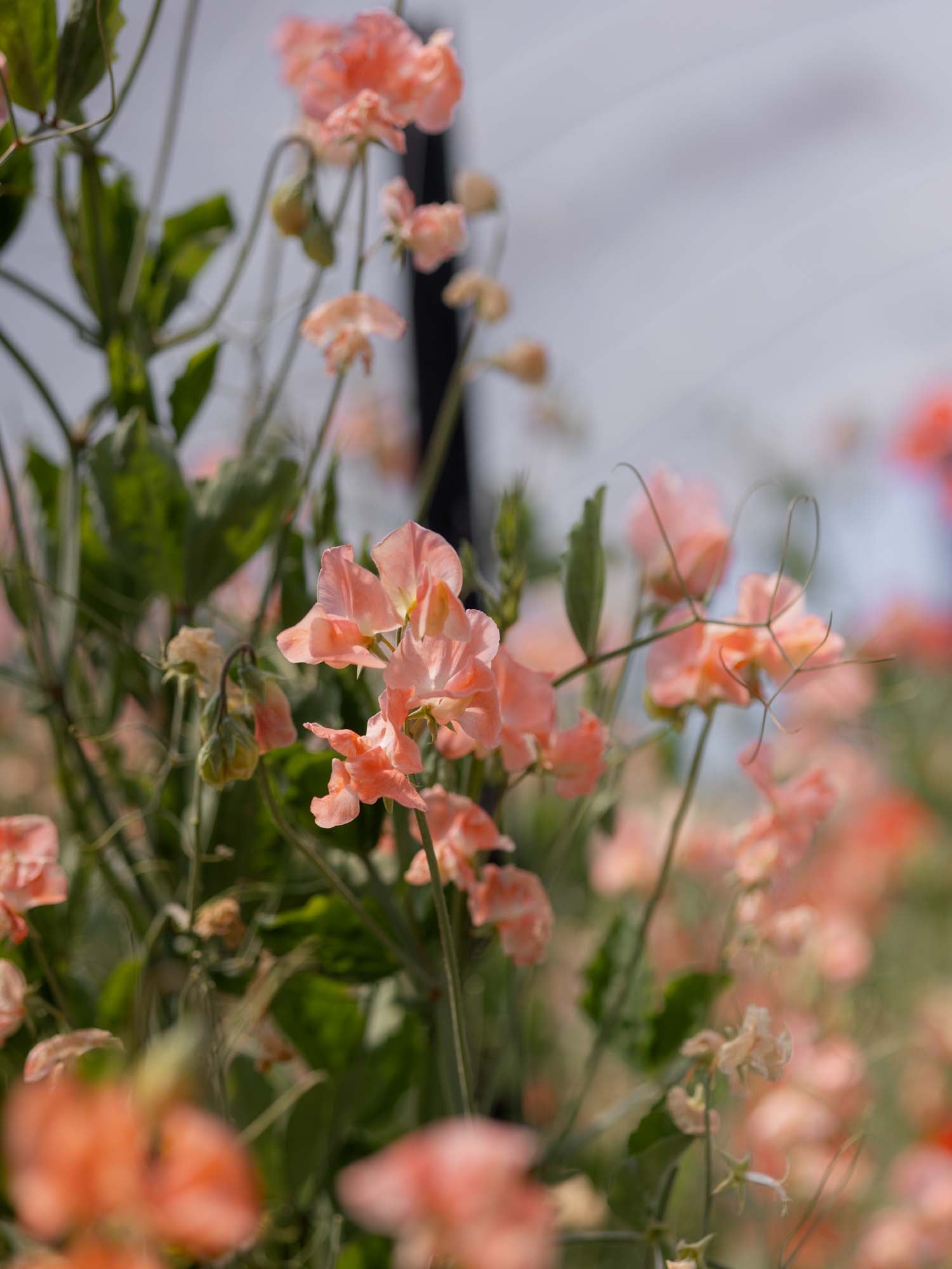 Sweet Pea - Apricot Queen