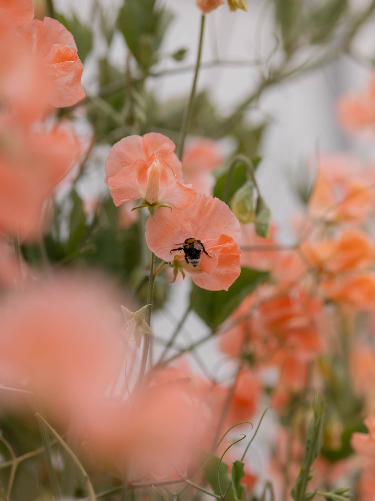 Sweet Pea - Apricot Queen