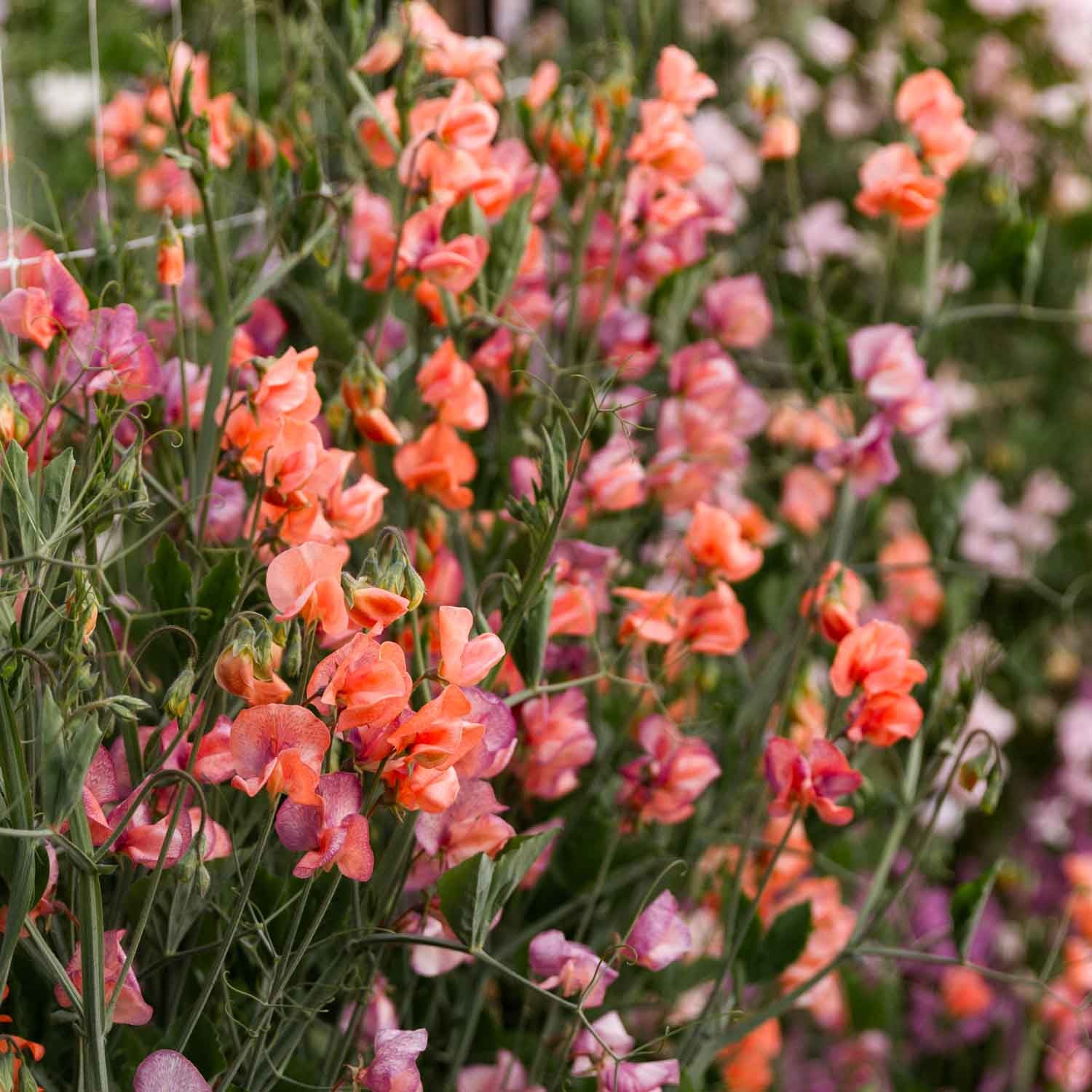 SWEET PEA - Blue Vein - PLANTS