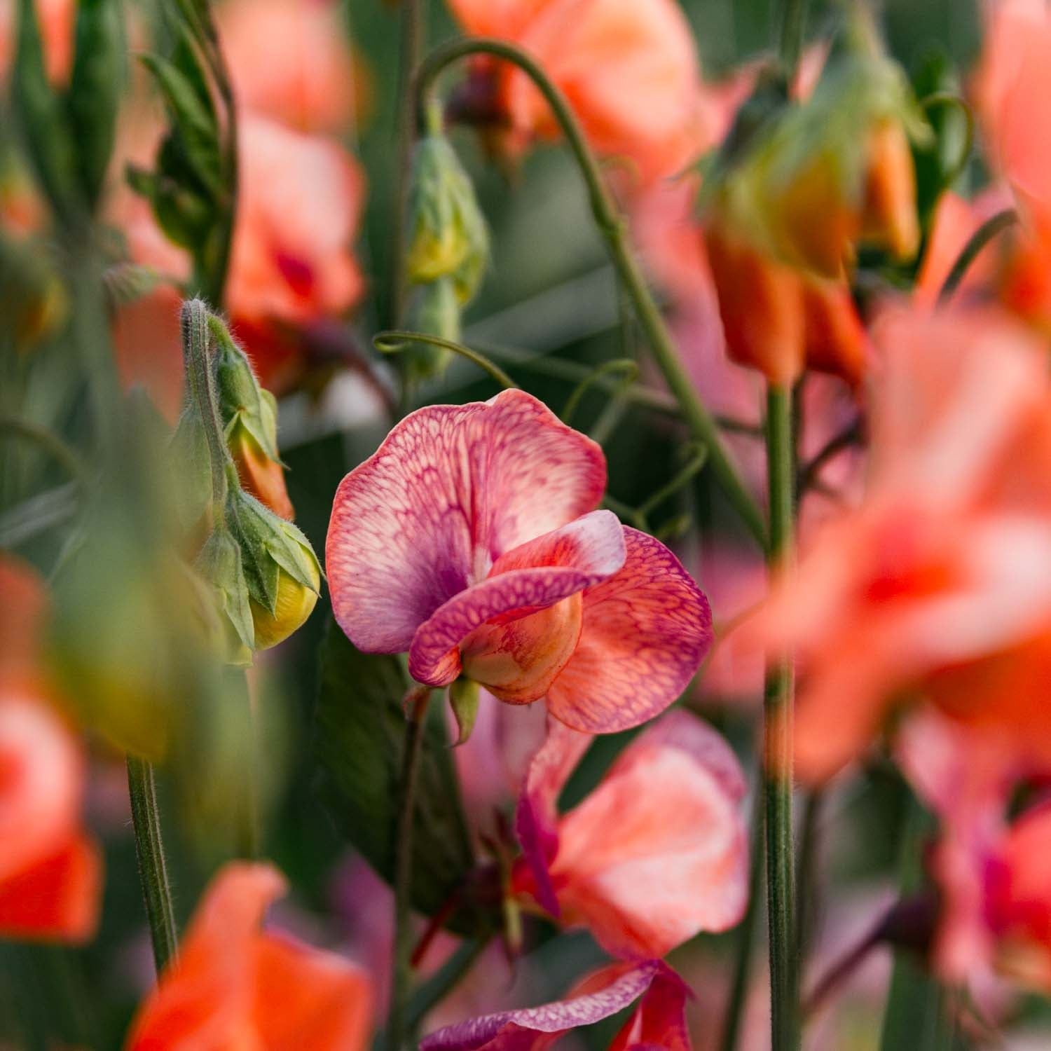 SWEET PEA - Blue Vein - PLANTS