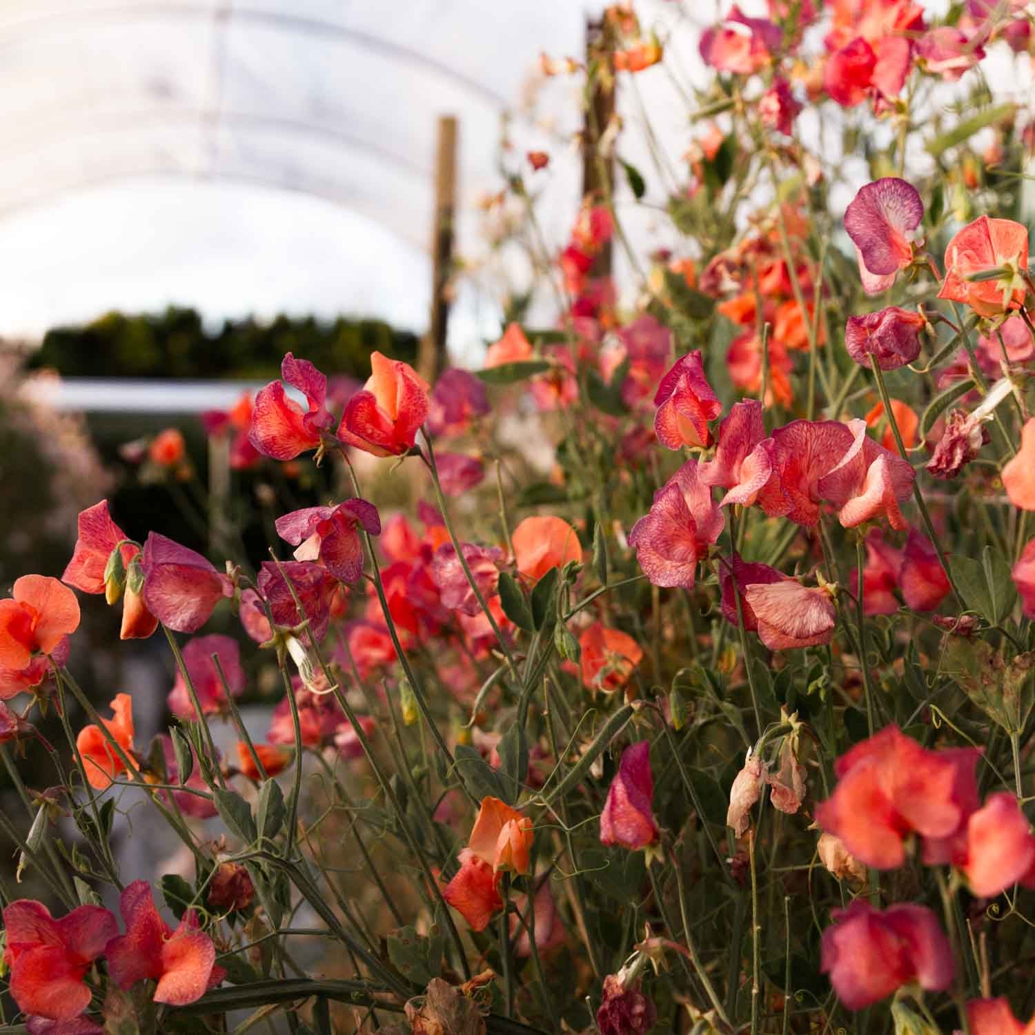SWEET PEA - Blue Vein - PLANTS