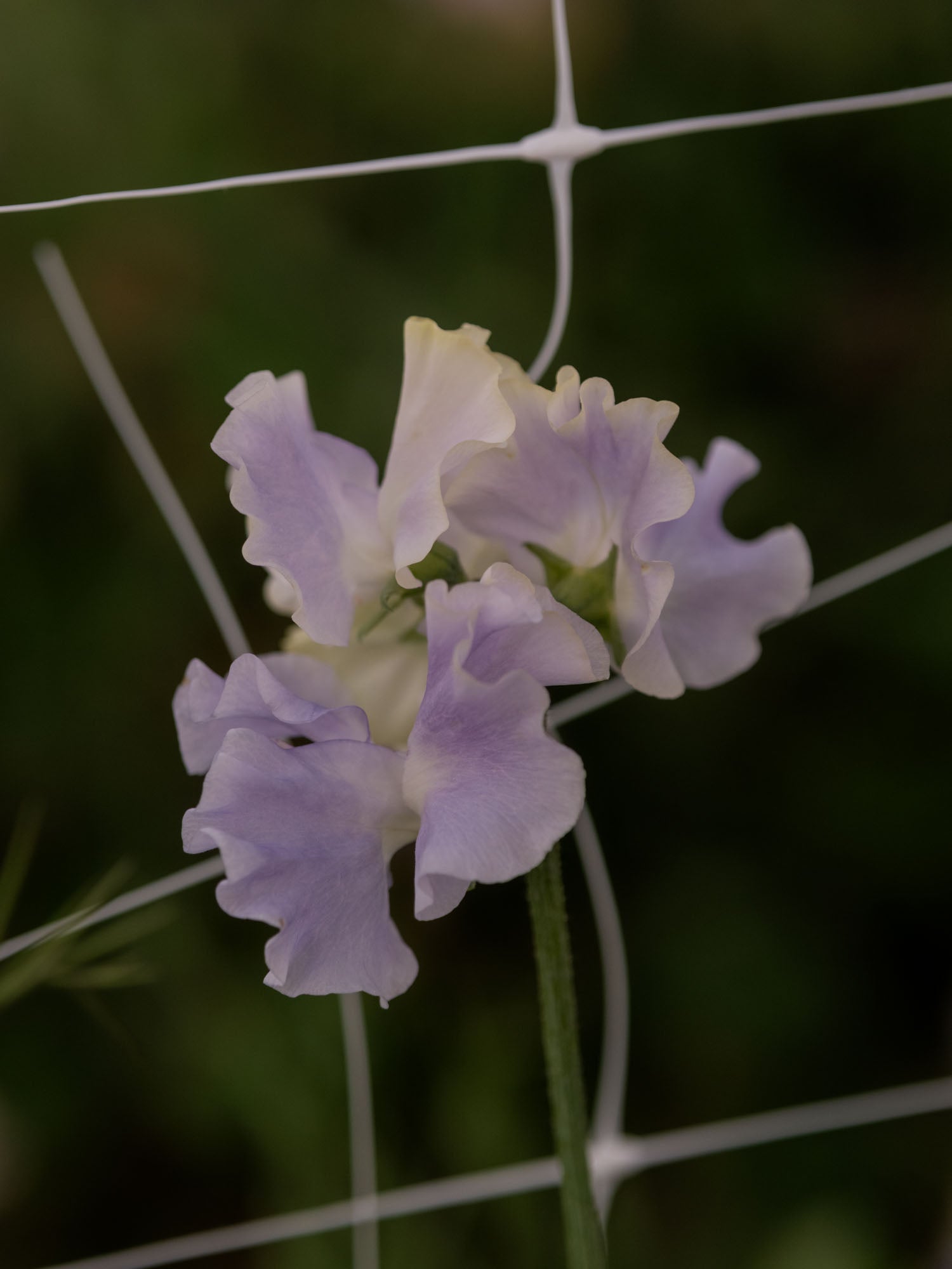 Sweet Pea - Cilla