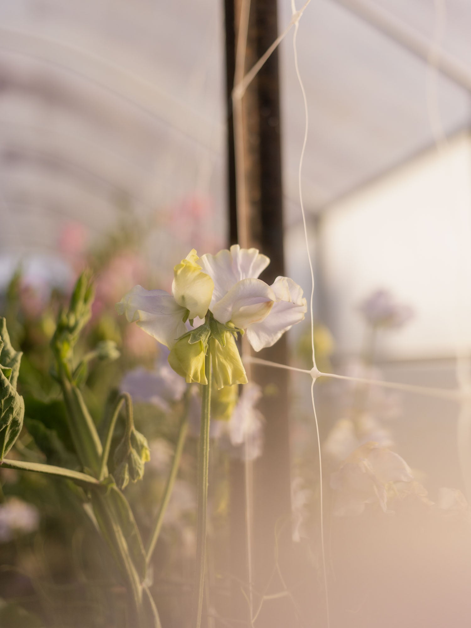 Sweet Pea - Cilla