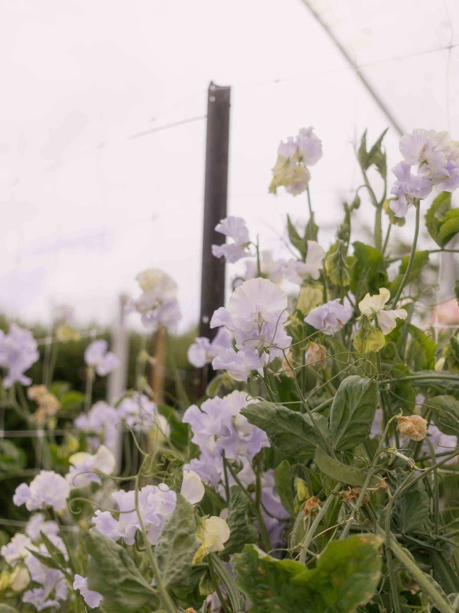 Sweet Pea - Cilla