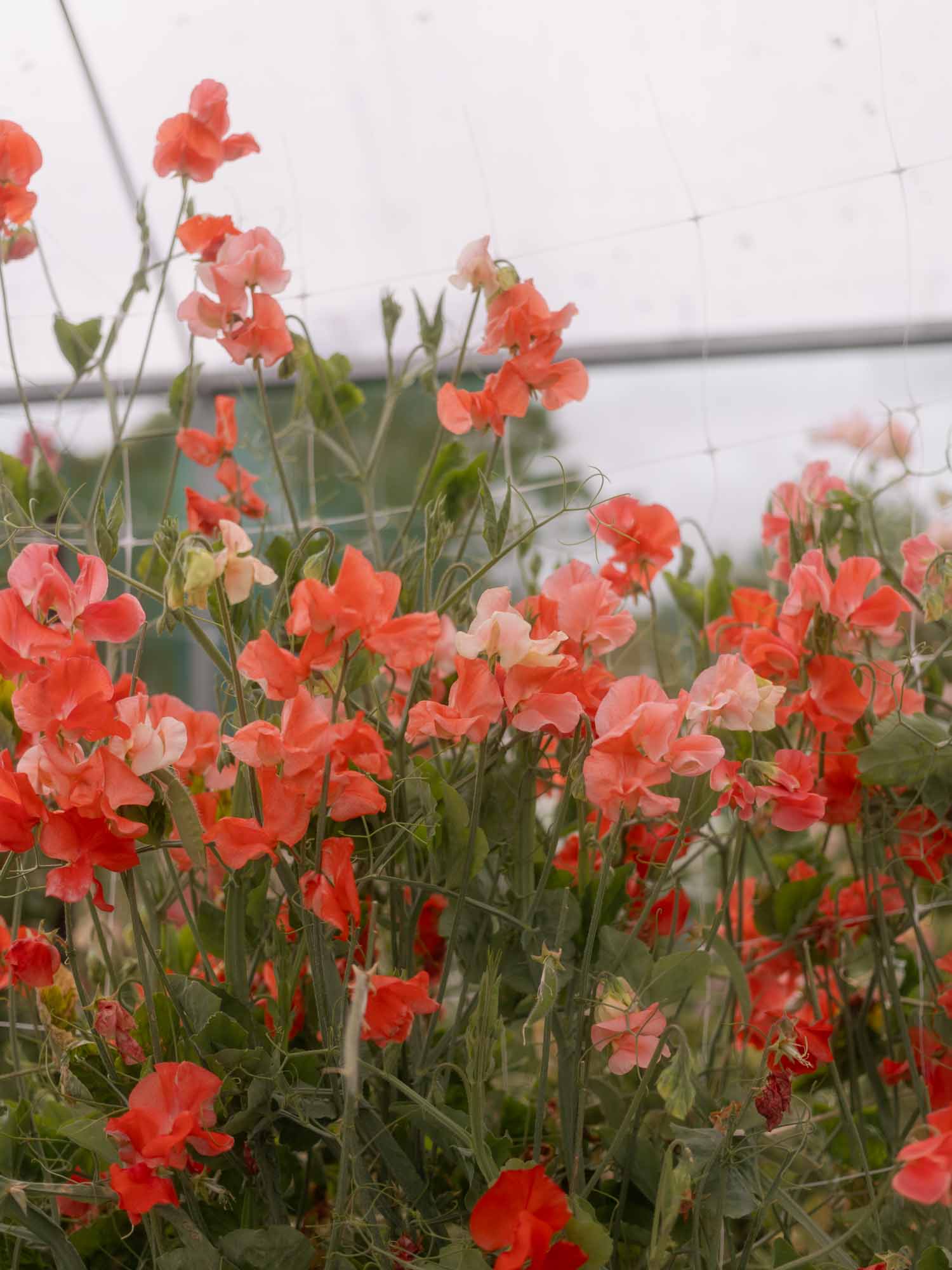 Sweet Pea - Clementine Kiss