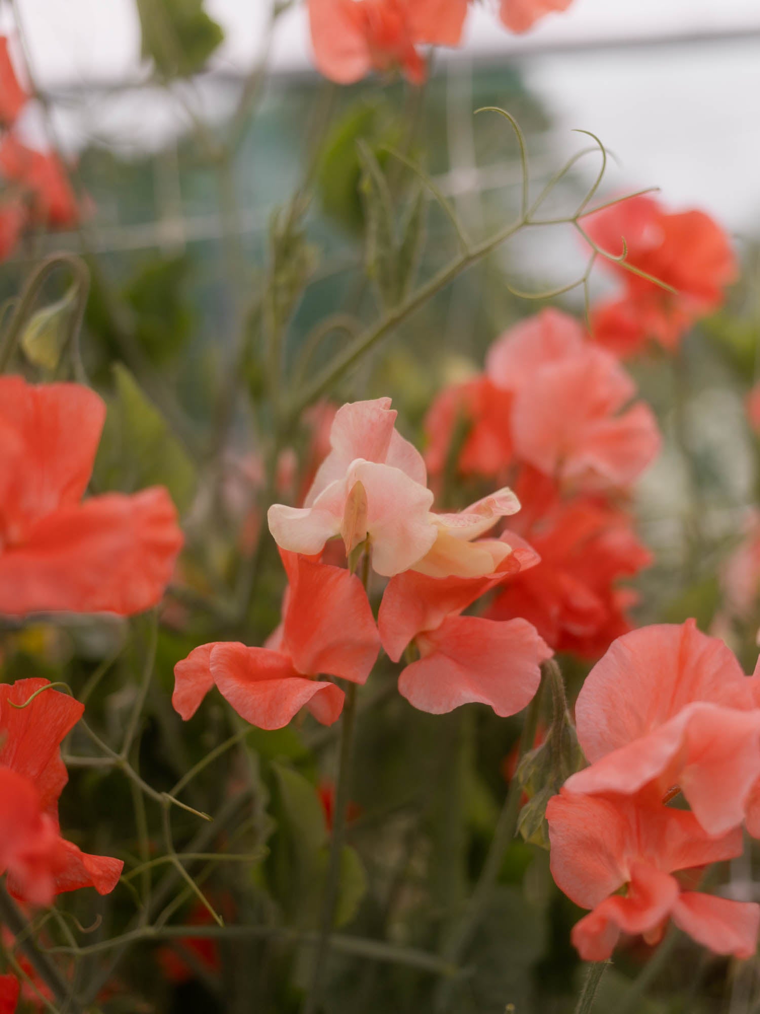 Sweet Pea - Clementine Kiss