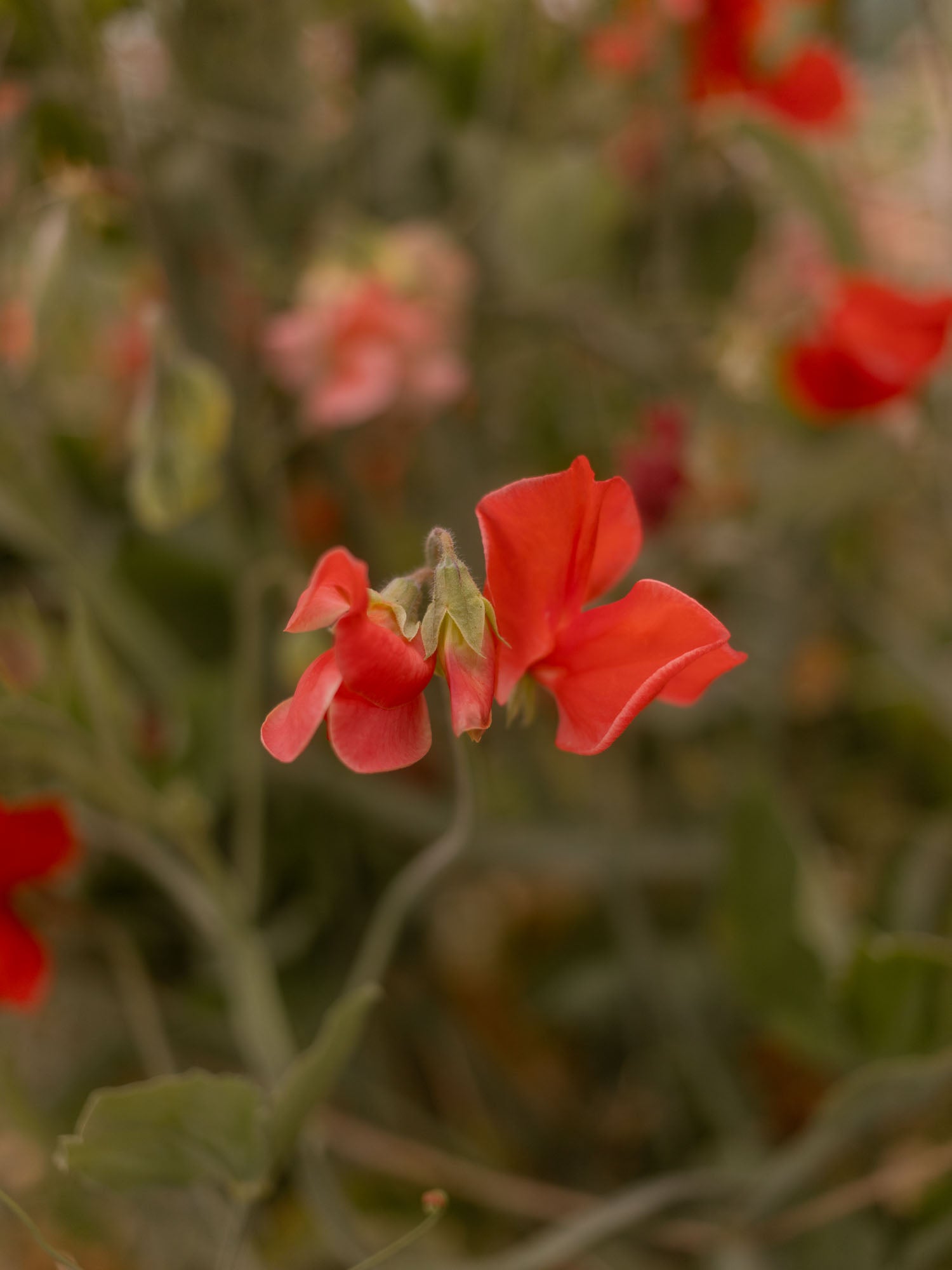Sweet Pea - Clementine Kiss