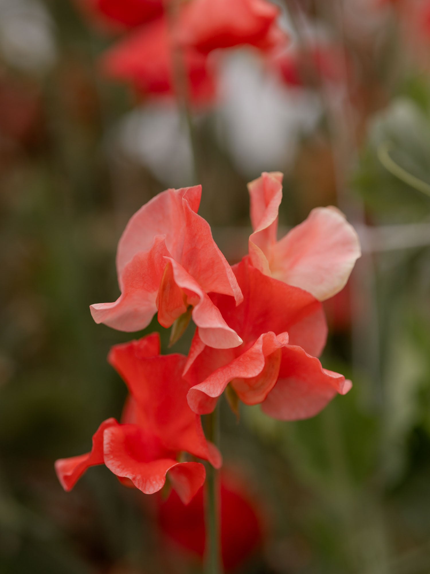 Sweet Pea - Clementine Kiss