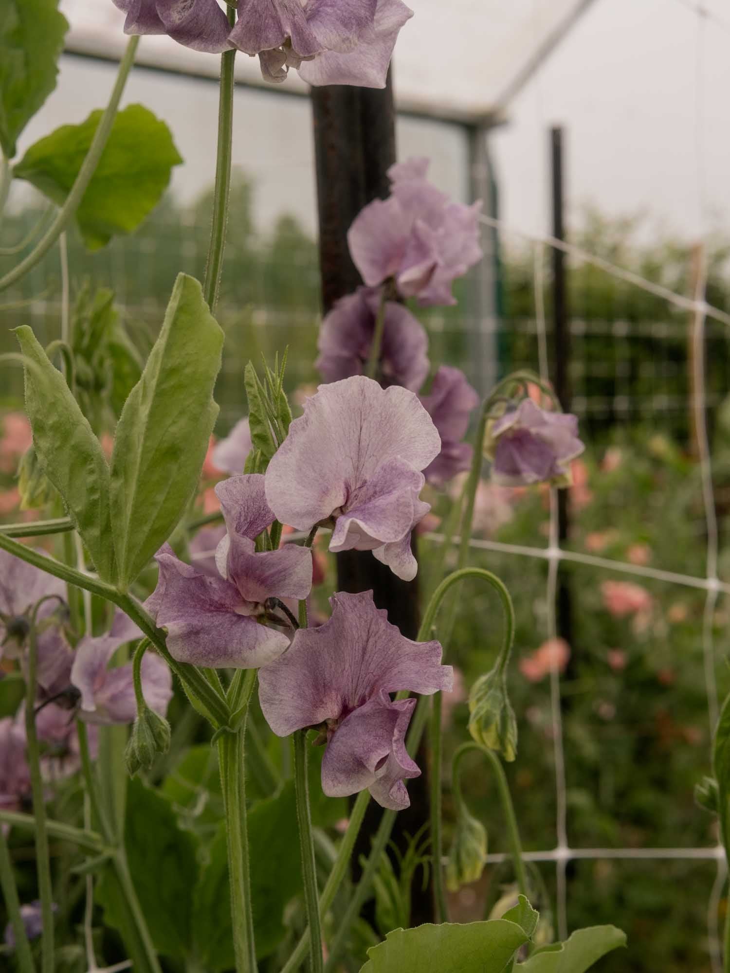 SWEET PEA - David Tostevin - PLANTS